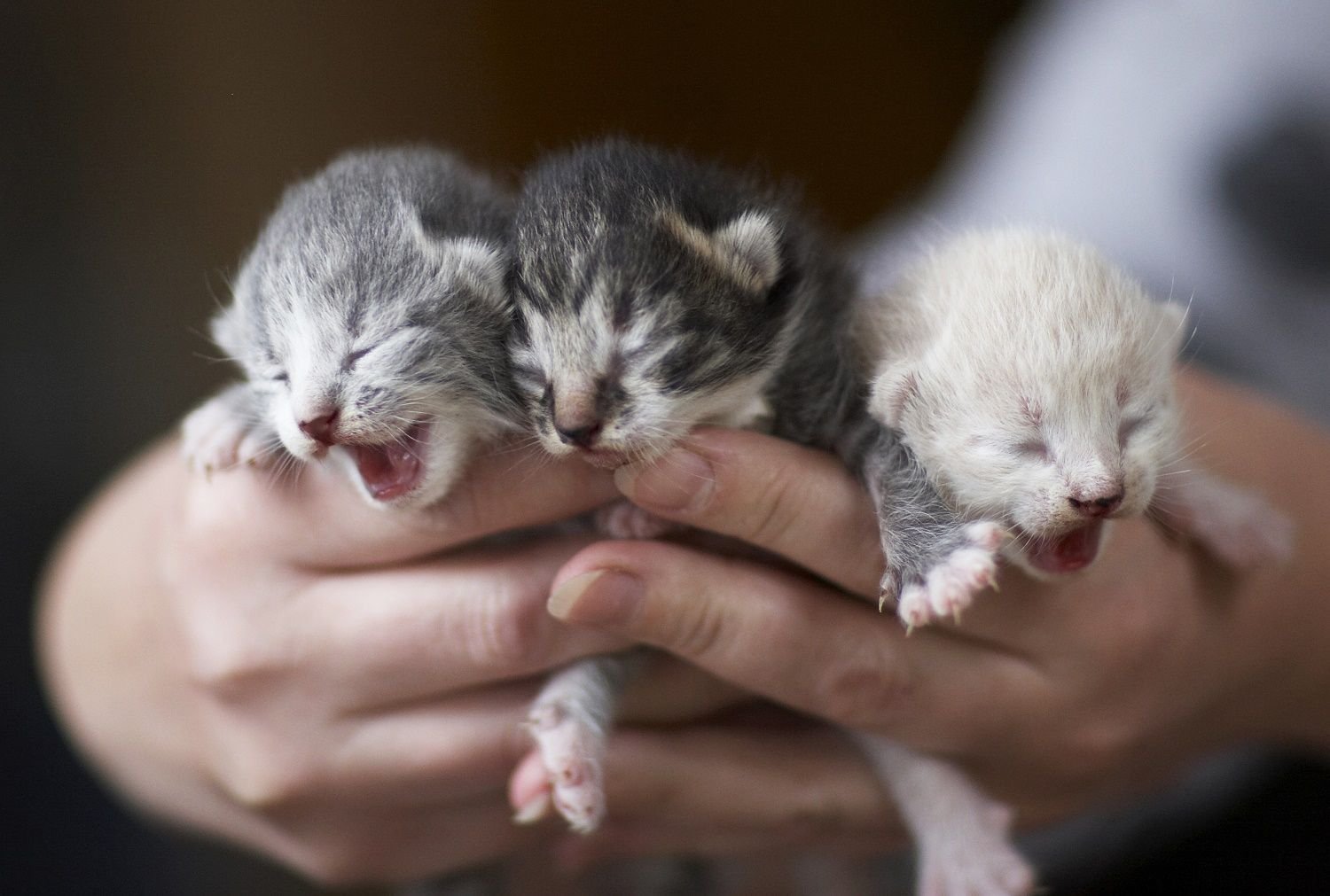 Рождающие котята. Новорожденные котята Шотландские вислоухие. Новорожденные котята скоттиш фолд. Новорожденные котята британцы вислоухие. Новорожденный вислоухий котенок.