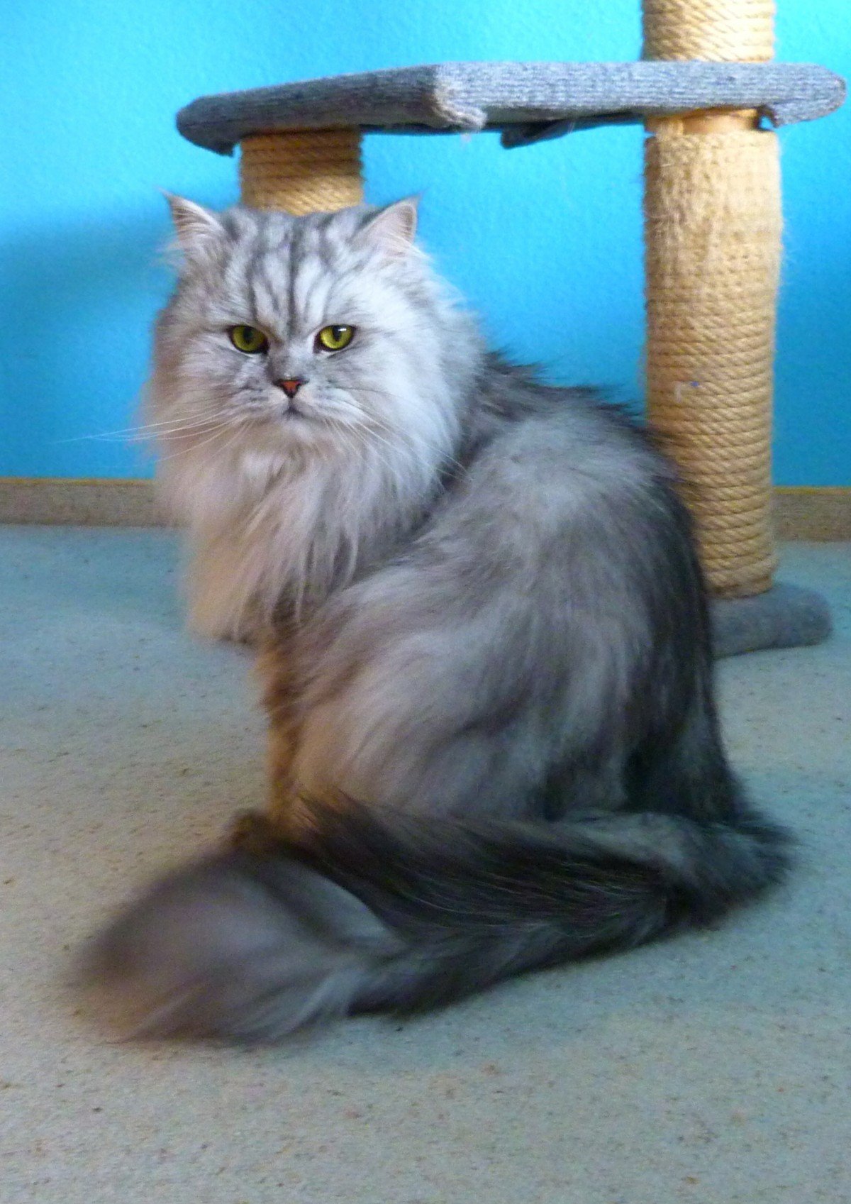 Персидский кот фото серый дымчатый