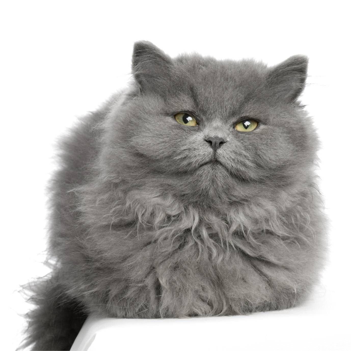 Серый персидский кот арт