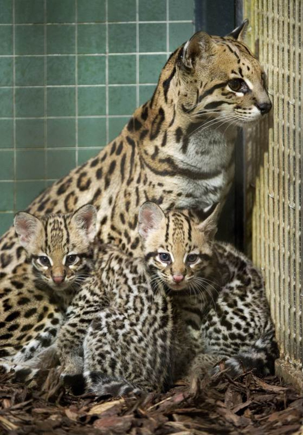 Оцелот цена. Леопард Оцелот. Оцелот кошка. Оцелот Южная Америка. Леопардовая кошка Оцелот.