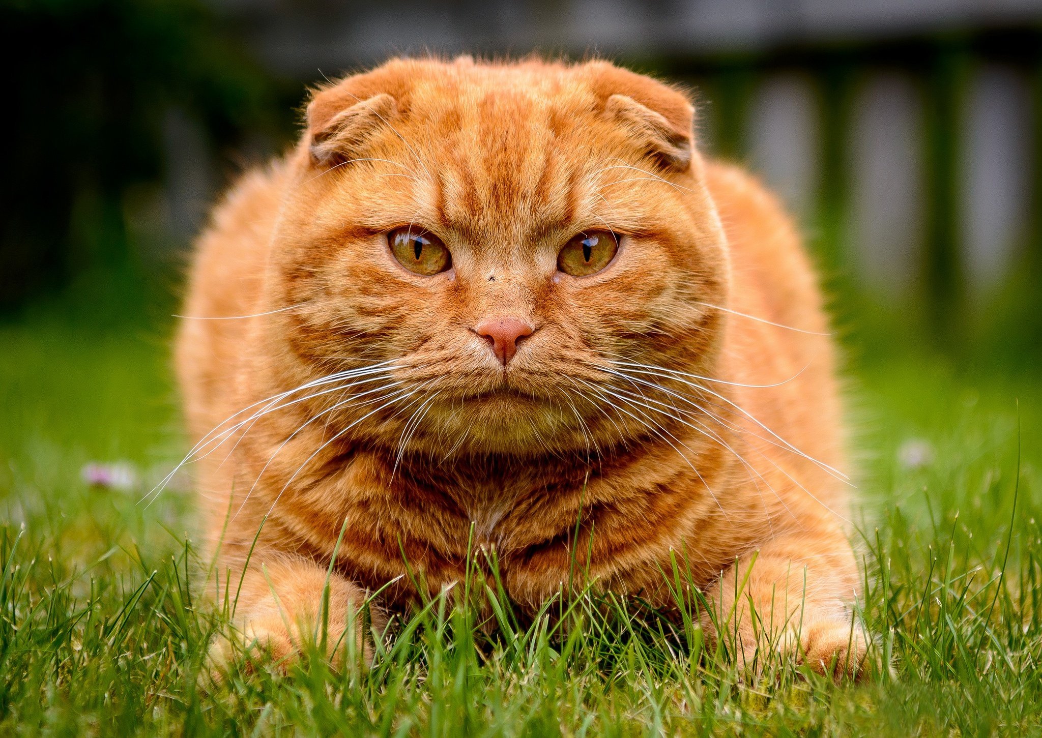 Рыжий шотландский кот (53 фото)
