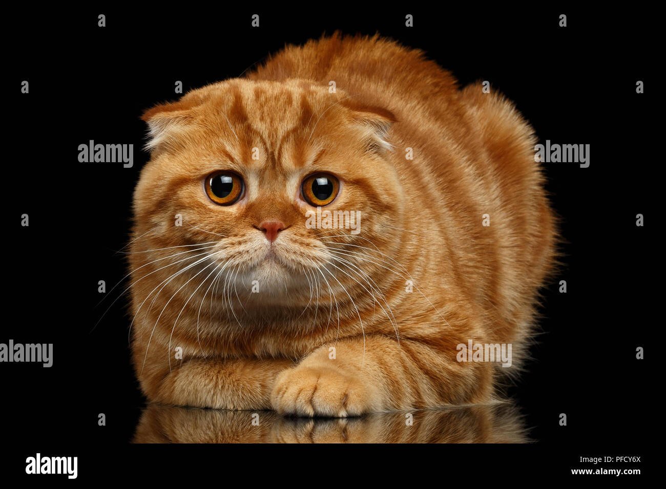 Картина рыжего вислоухого кота