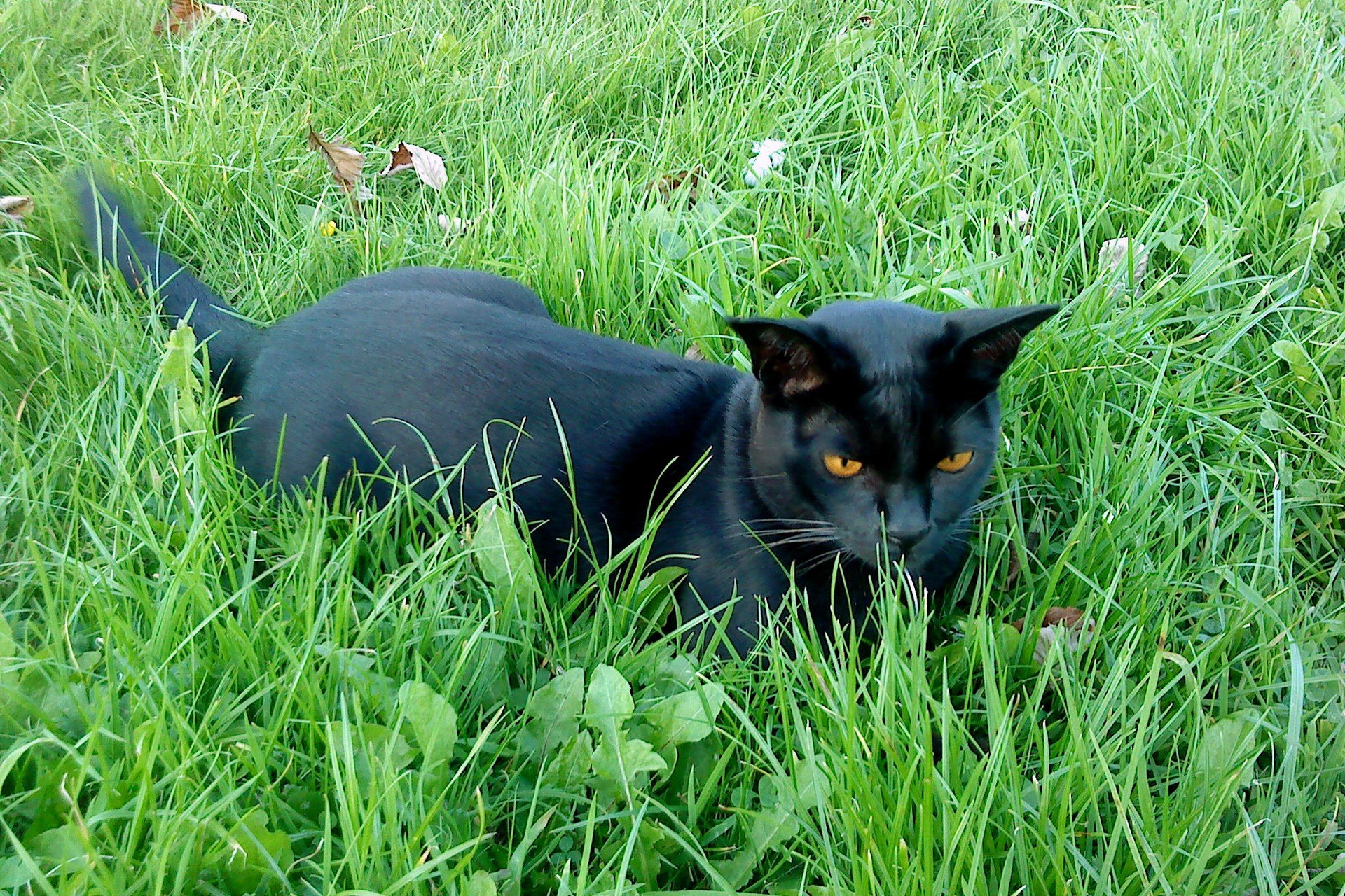 Описание черной кошки. Бомбейская кошка. Порода кошек Бомбейская кошка. Бомбейская черная кошка. Кошка Бомбейская пантера.