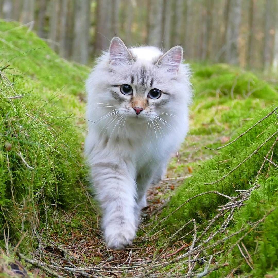 Норвежский Лесной кот белый
