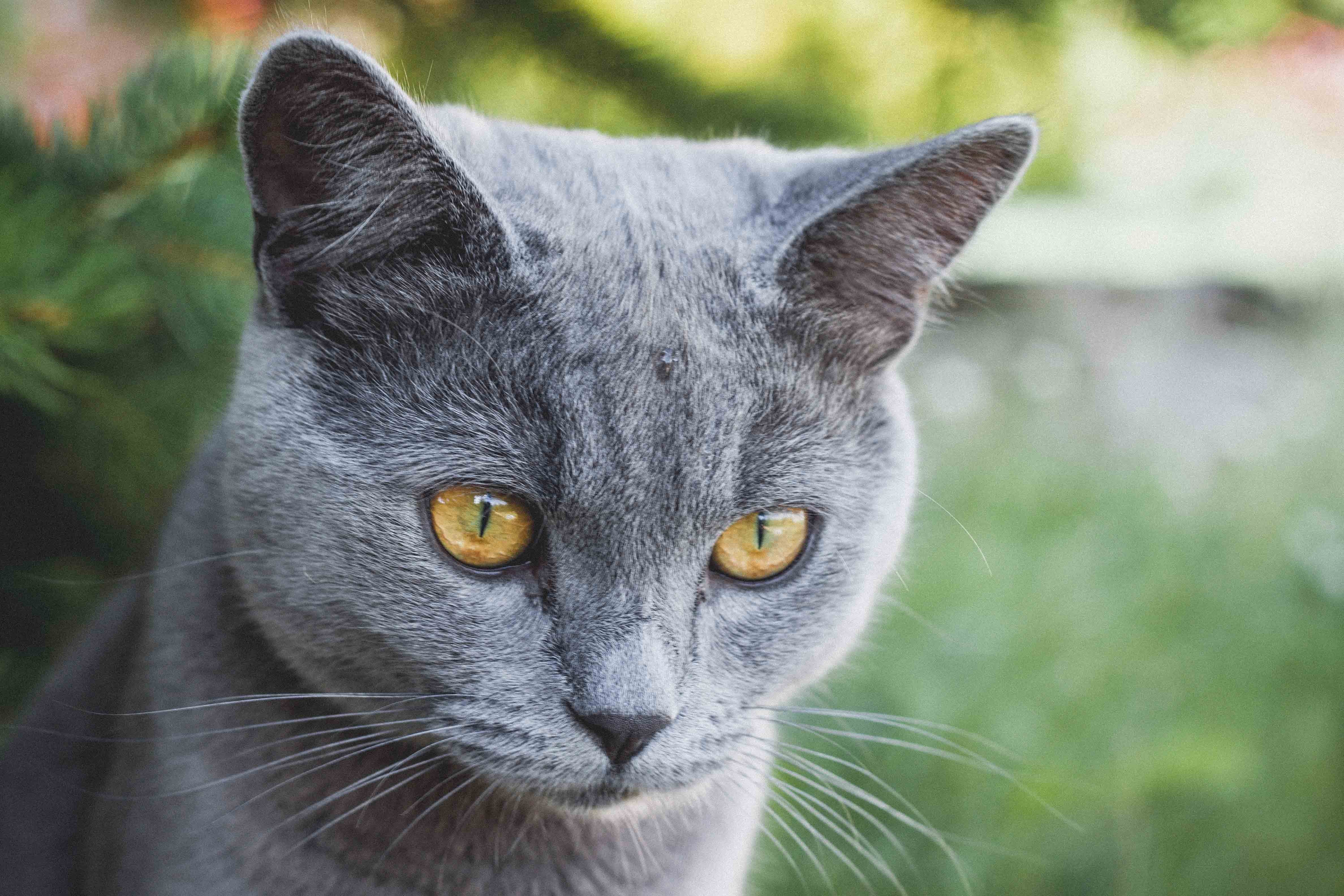 Порода серой кошки с серыми глазами. Британская короткошёрстная кошка шартрез. Корат шартрез Картезианская кошка. Британская кошка короткошерстная серая. Сибирский голубая кошка короткошерстная.
