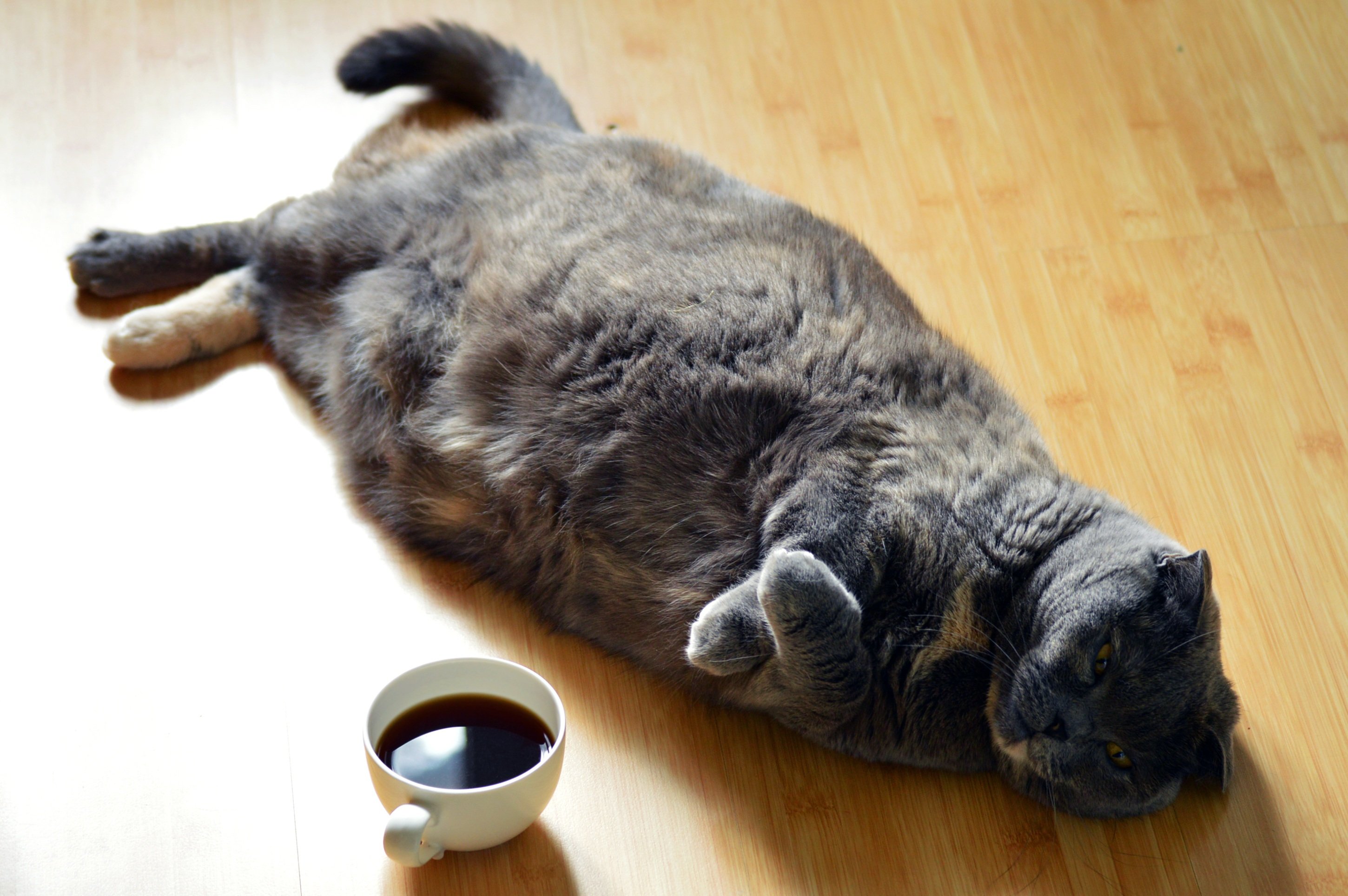 Пришла кошка что делать. Толстый кот. Толстый кот и кофе. Коты и кофе. Жирный ленивый кот.