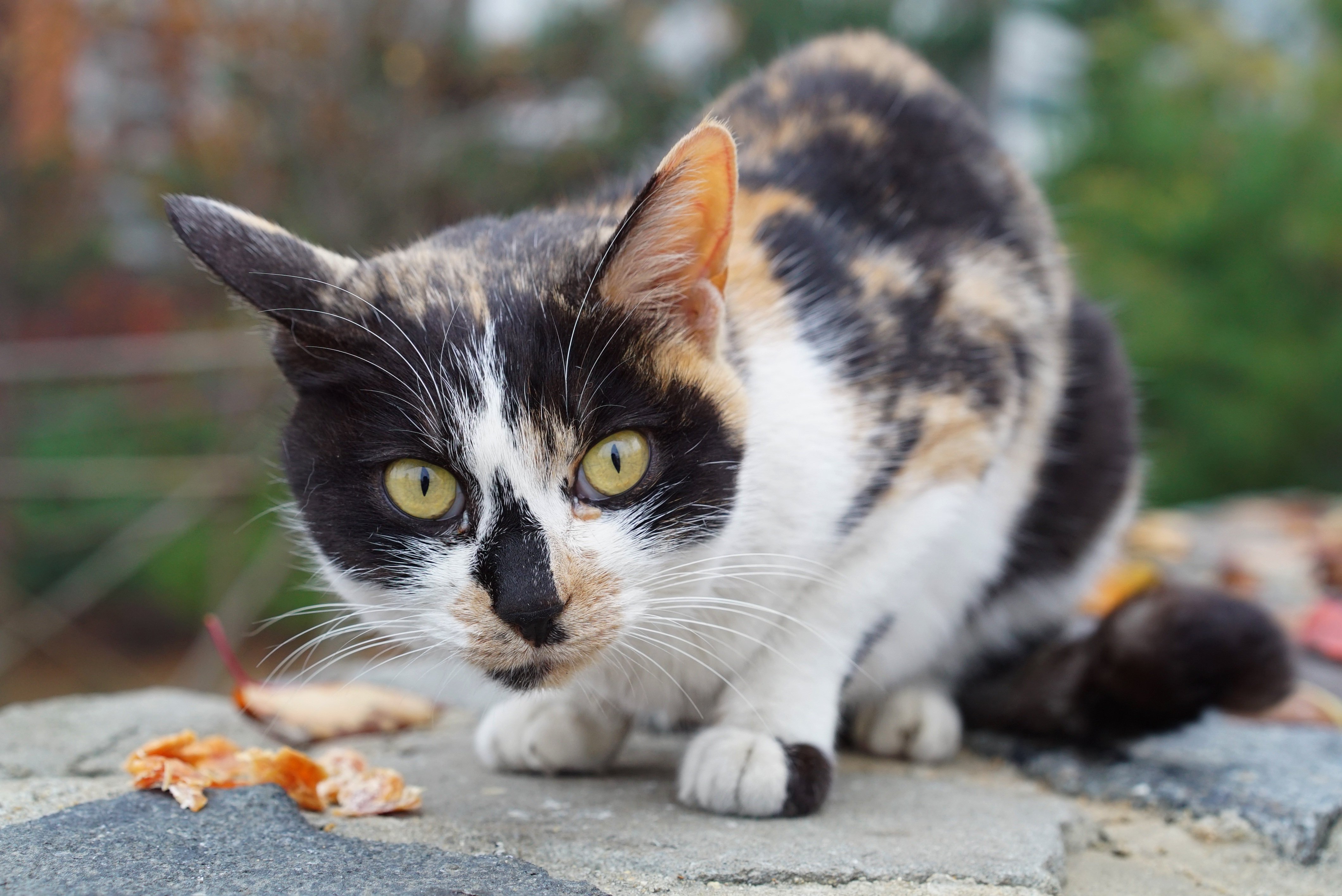 Известно что трехшерстные кошки всегда самки. Европейская короткошерстная кошка черепаховая. Трехшерстные коты. Кошка трехцветная короткошерстная. Трёхшёрстная кошка табби.