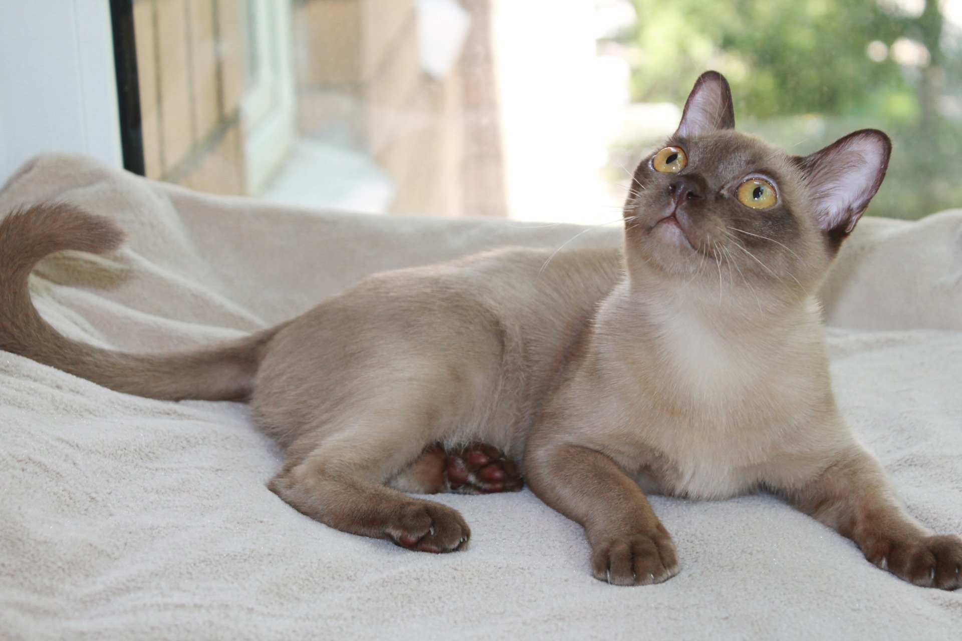 Бурма фото. Кошка американская Бурма. Бурманская кошка соболиного окраса. Сиамская Бурма. Азиатская кошка Бурма.