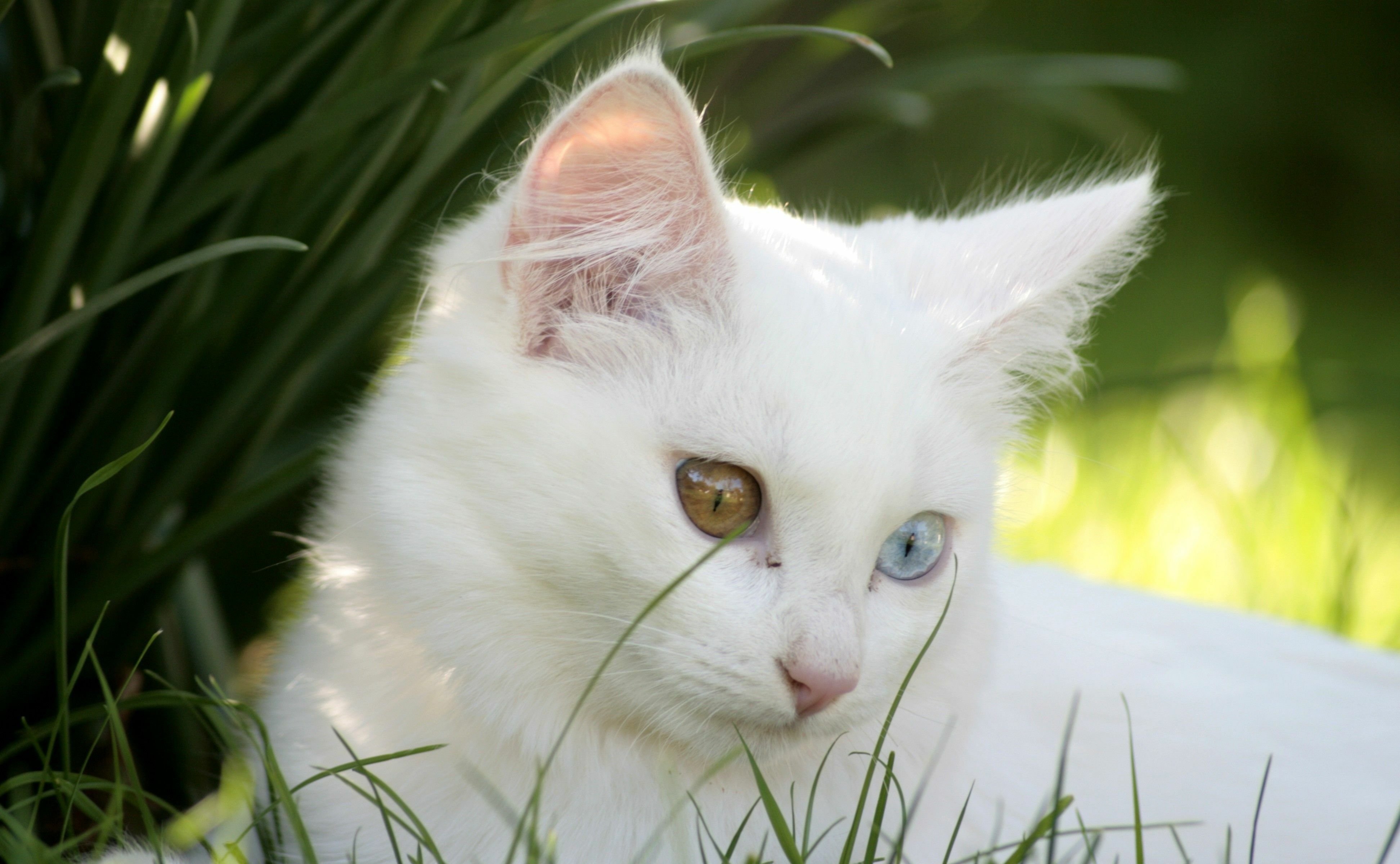 Белая киса. Турецкая ангора разноглазая. Турецкая ангора кошка. Ангорская кошка альбинос. Порода кошек альбинос.