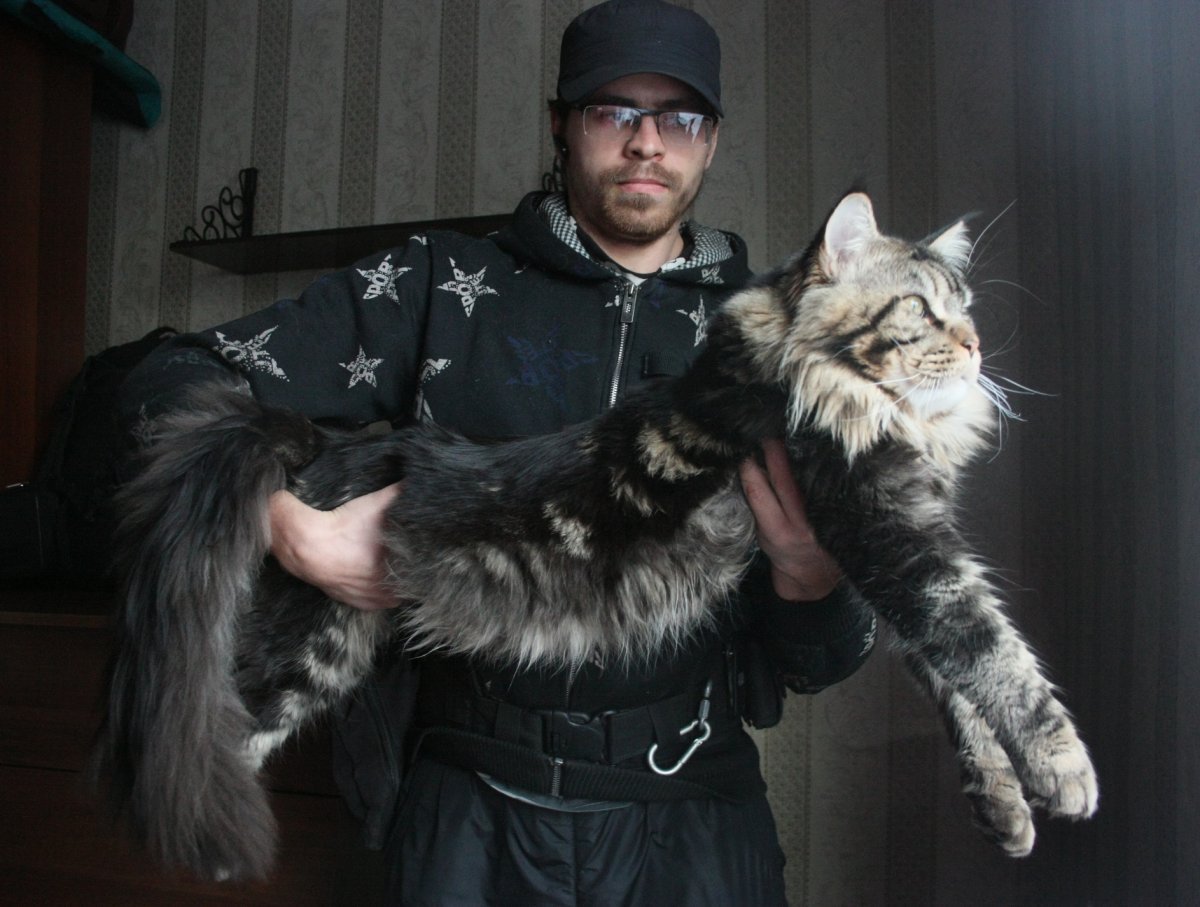 Кот мейн кун фото с человеком
