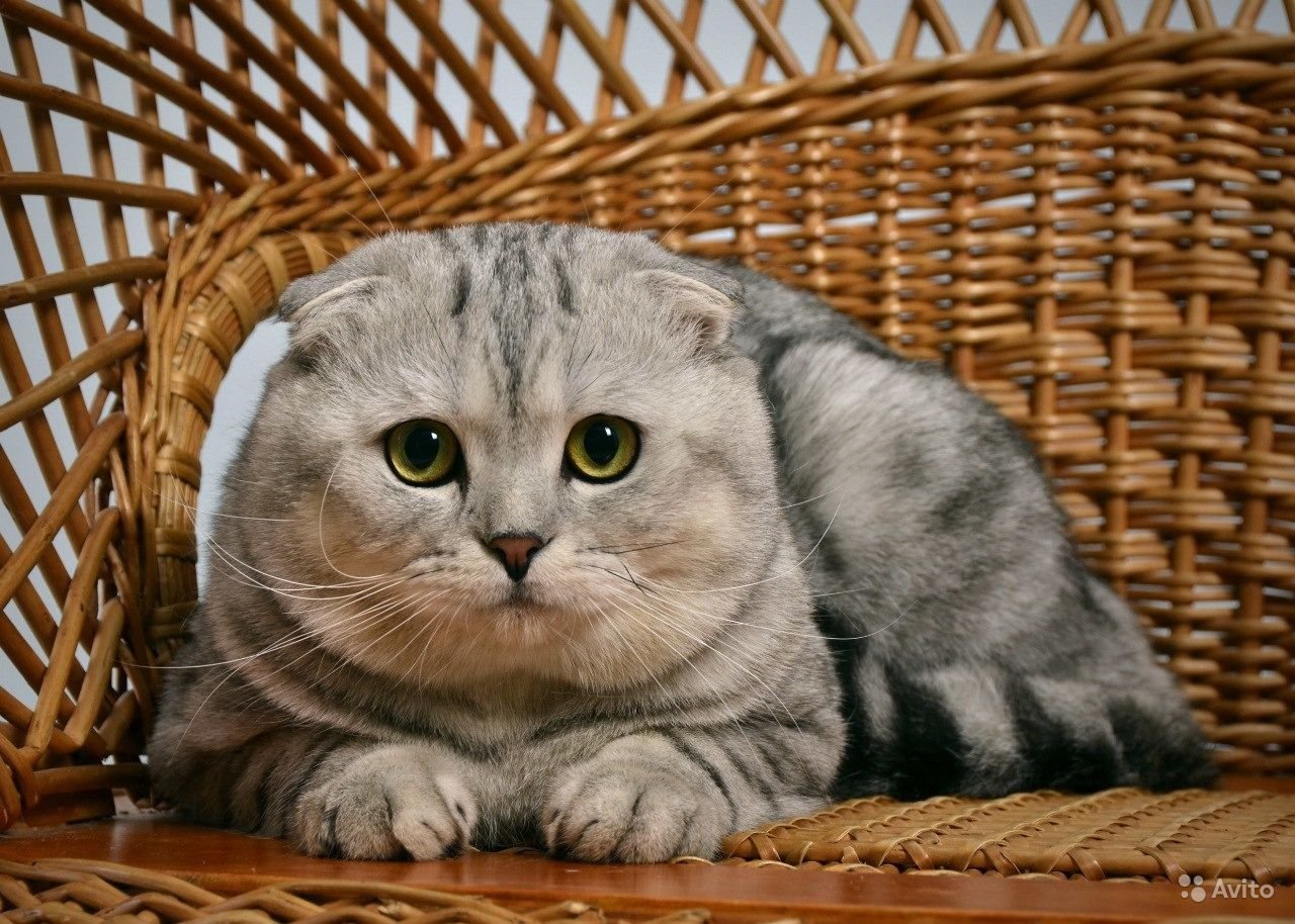 Фото вислоухой породы. Шотландская вислоухая кошка. Шотландские вислоухие коты. Вислоухий шотландец скоттиш фолд. Шотландский вислоухий кот скоттиш фолд.