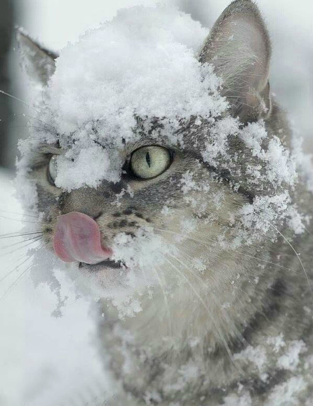 Снежок утром. Кот в снегу. Зимние кошки. Сон кота. Снежное утро.