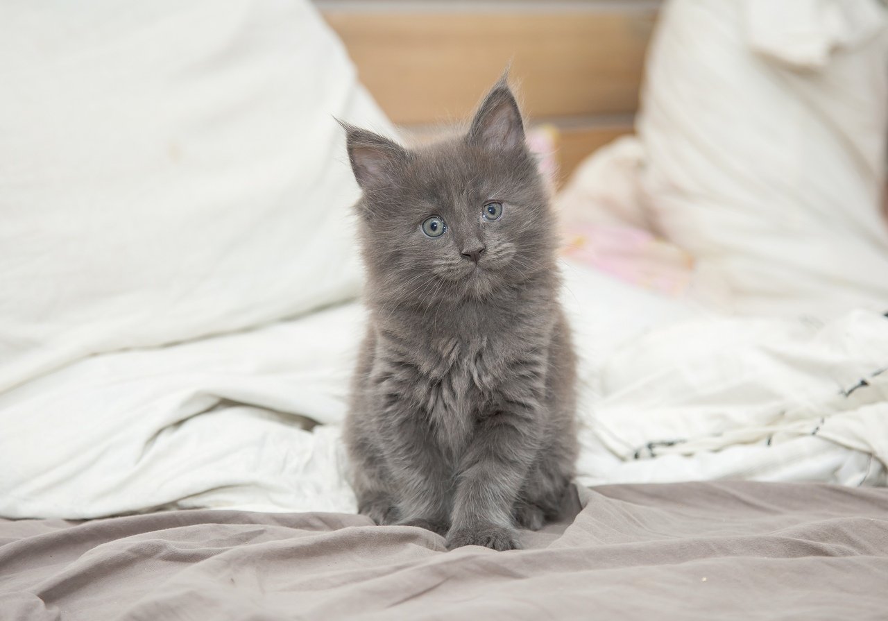 Фото котят Мейн кунов голубой дым с белым носом