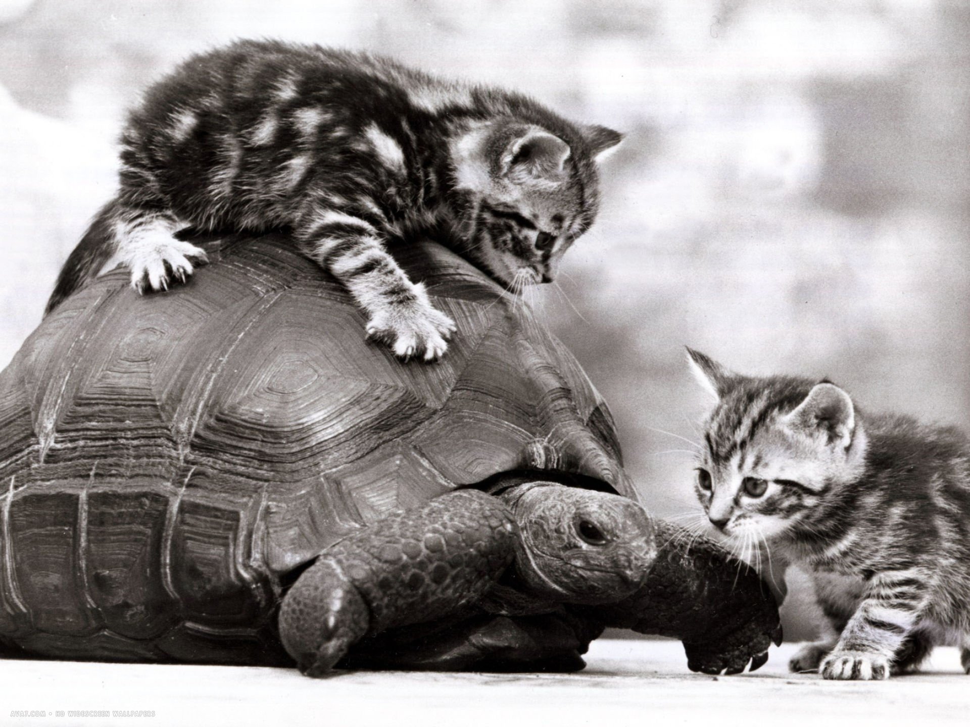 Она всегда была кошкой. Кот и черепаха. Кошка черепаха. Котенок и черепаха. Кот едет на черепахе.