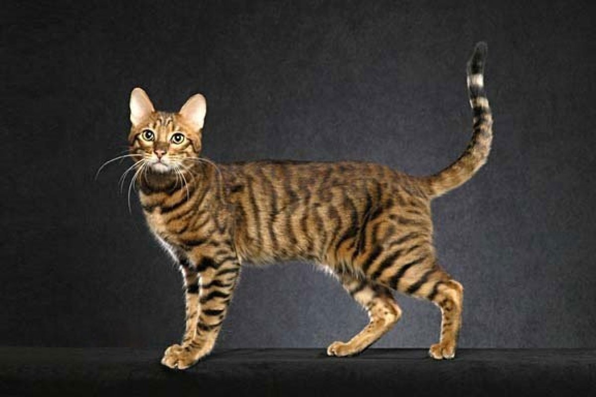 Tall cat. Табби Серенгети. Ориентальная Серенгети. Серенгети (порода кошек). Тойгер кошка.