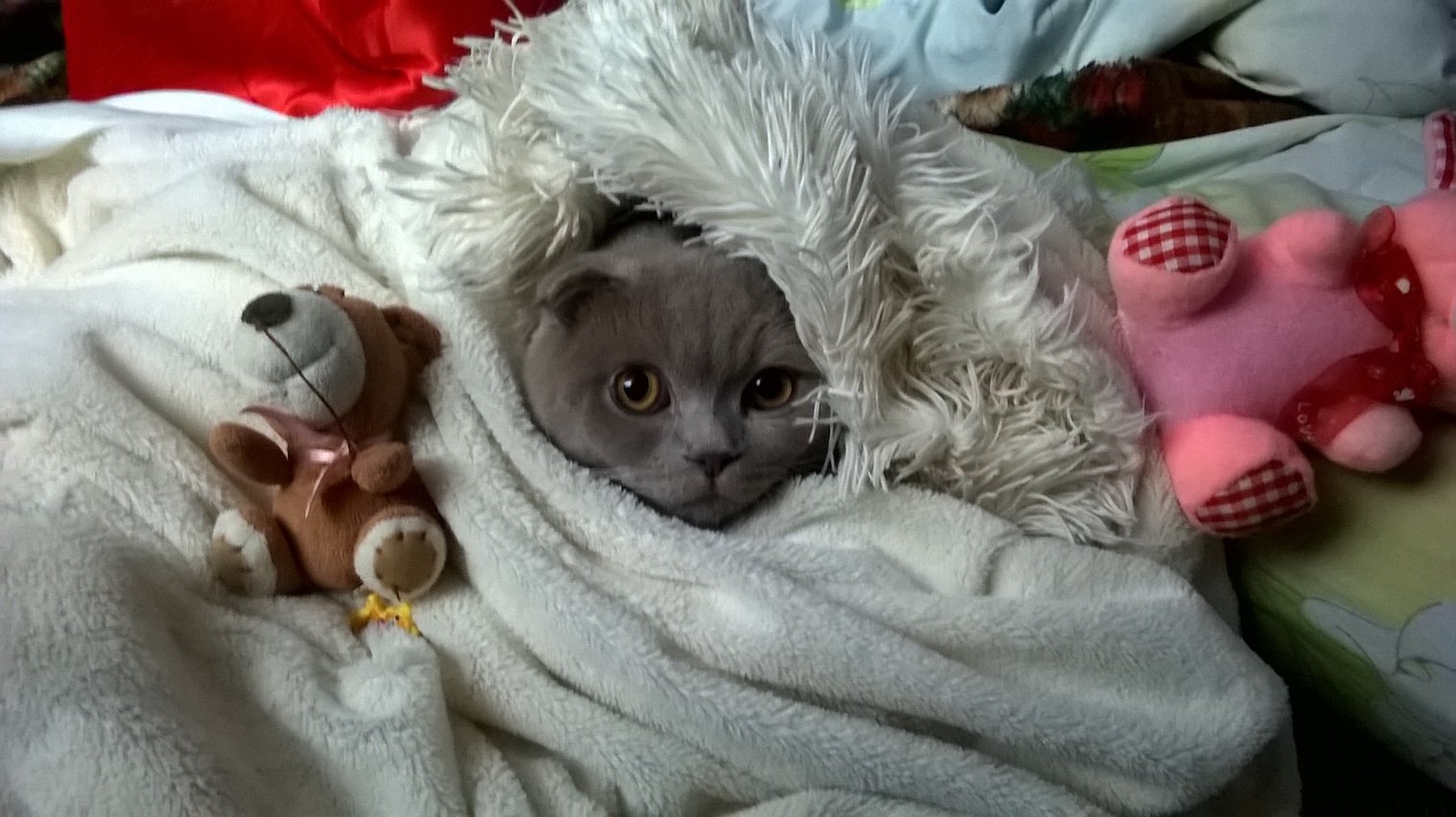 Кот укутался в одеяло