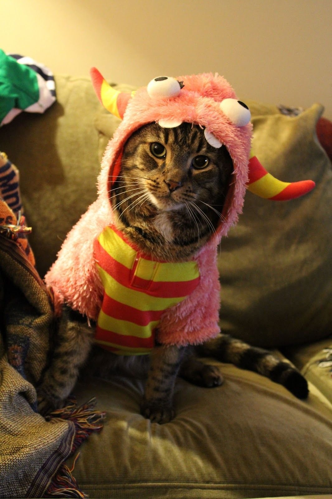 Коты в пижамах