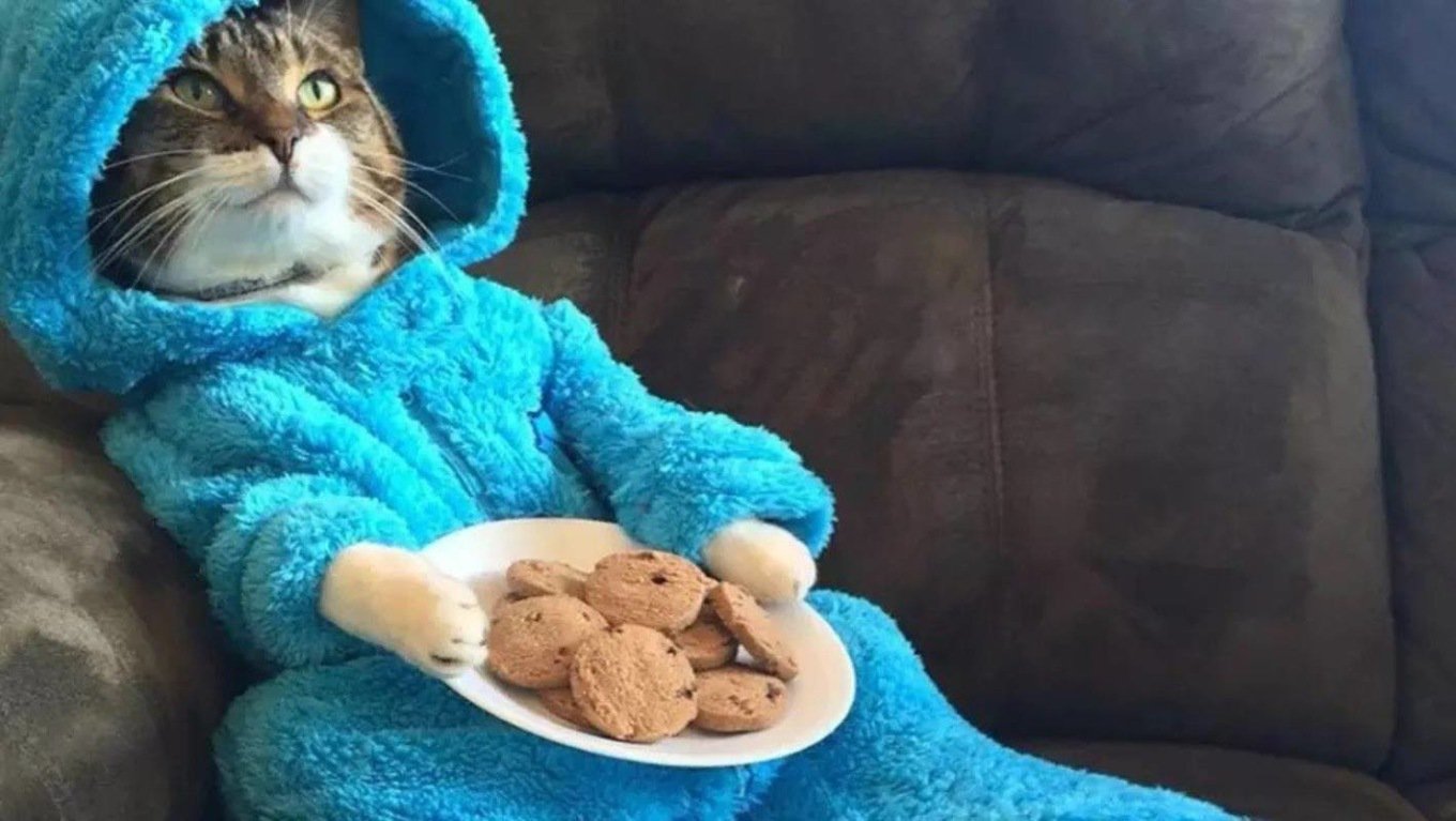 Кошка в пижаме