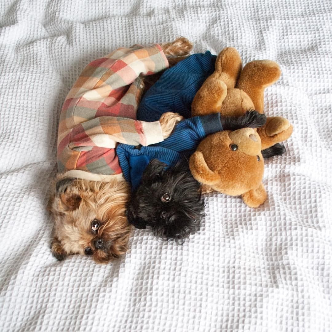 Собака спит в пижаме