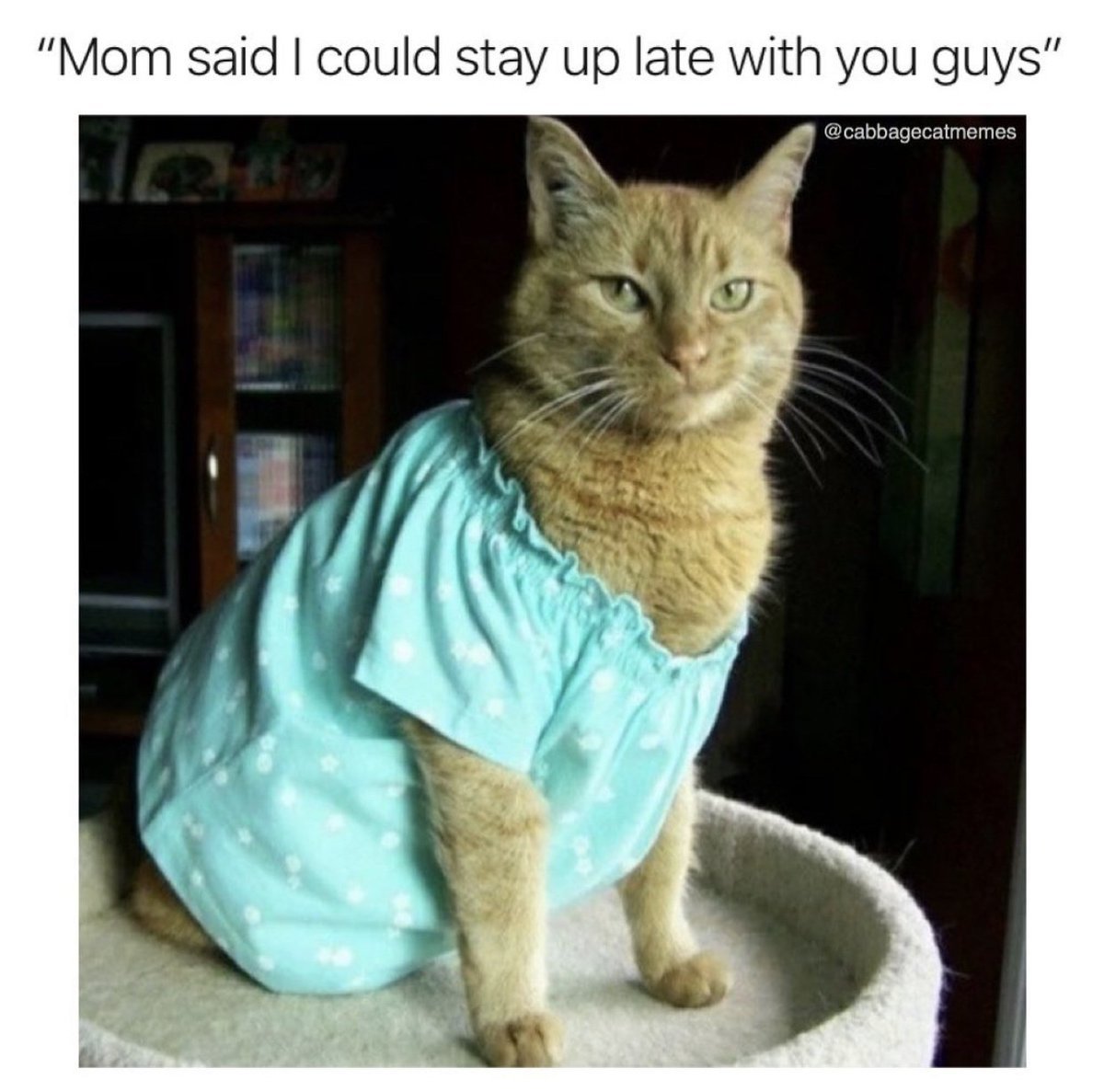 Кот в пижаме