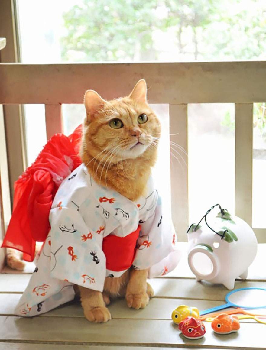 Кошка в кимоно