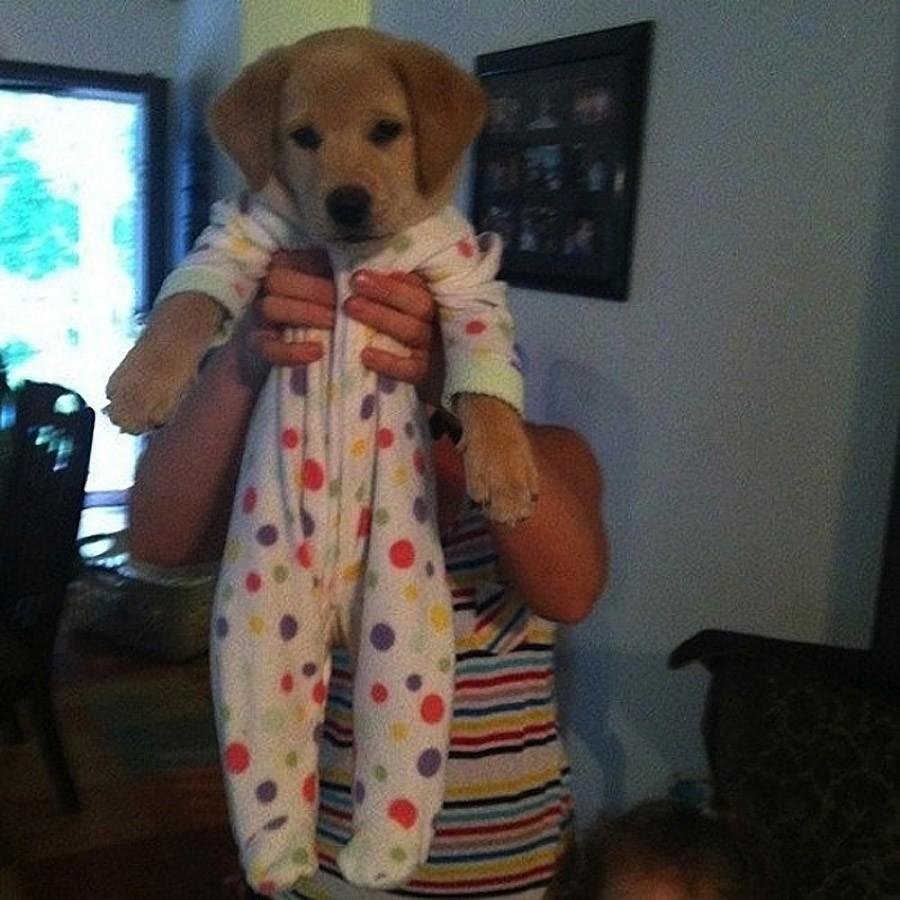 Пижама с собачками