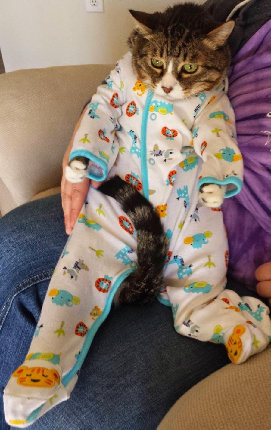 картинки пижамы котика