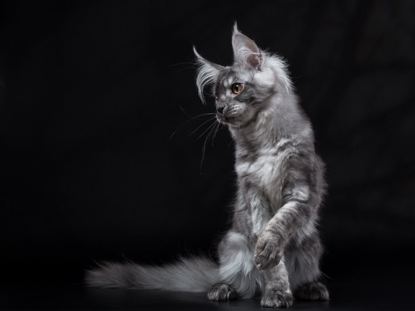 Котенок мейн кун серый фото