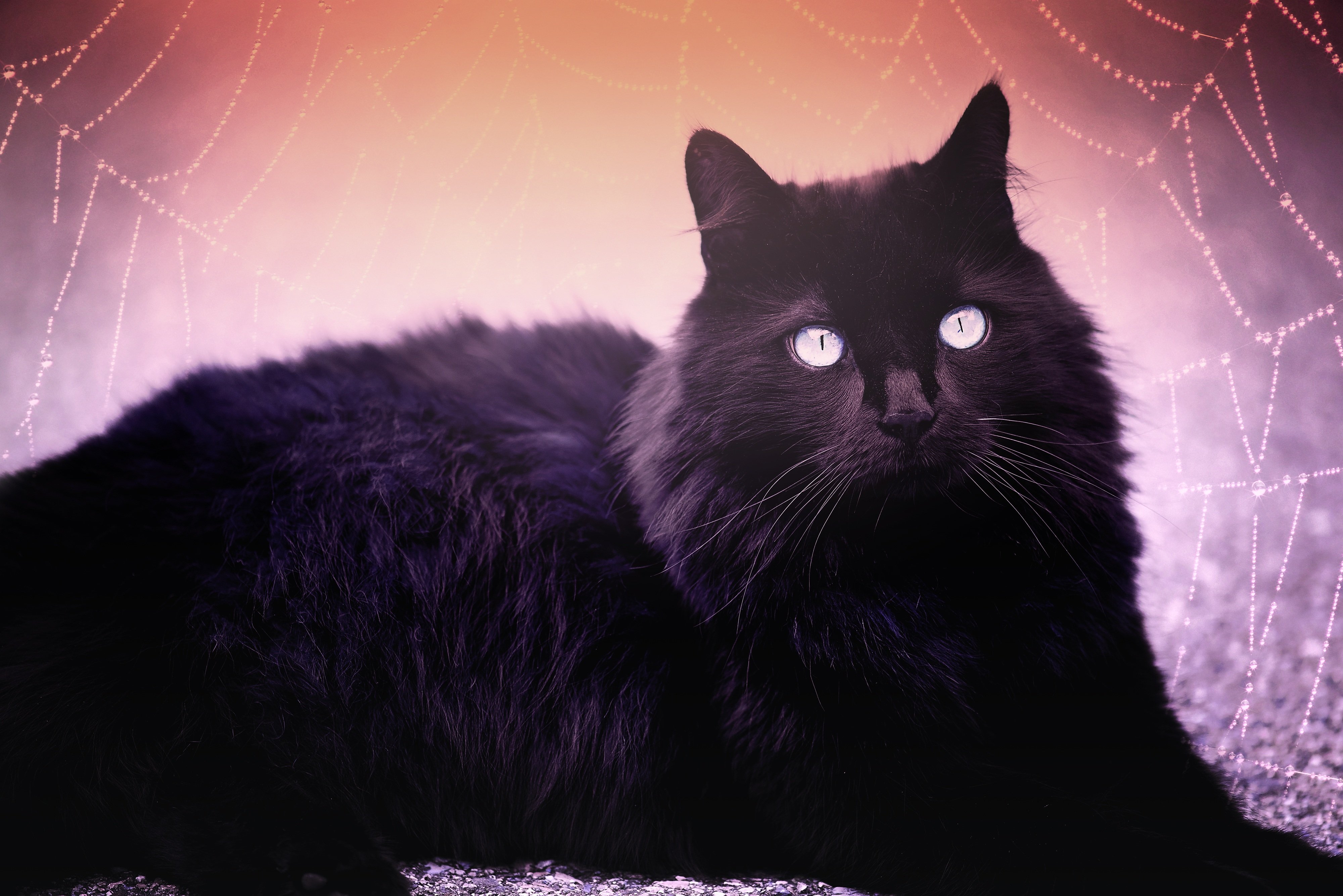 Черная кошка россия. Бомбейская кошка длинношерстная. Бомбейская кошка пушистая. Бомбейская черная пушистая кошка. Ангорский кот черный пушистый.