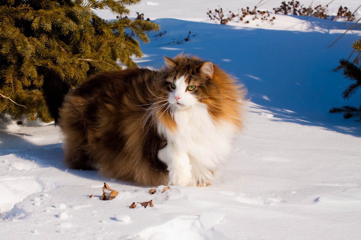Норвежская лесная. Норвежская Лесная кошка трехцветная. Норвежская длинношерстная Лесная кошка. Норвежская Лесная кошка скоггкэт. Норвежская Лесная кошка рыжая.