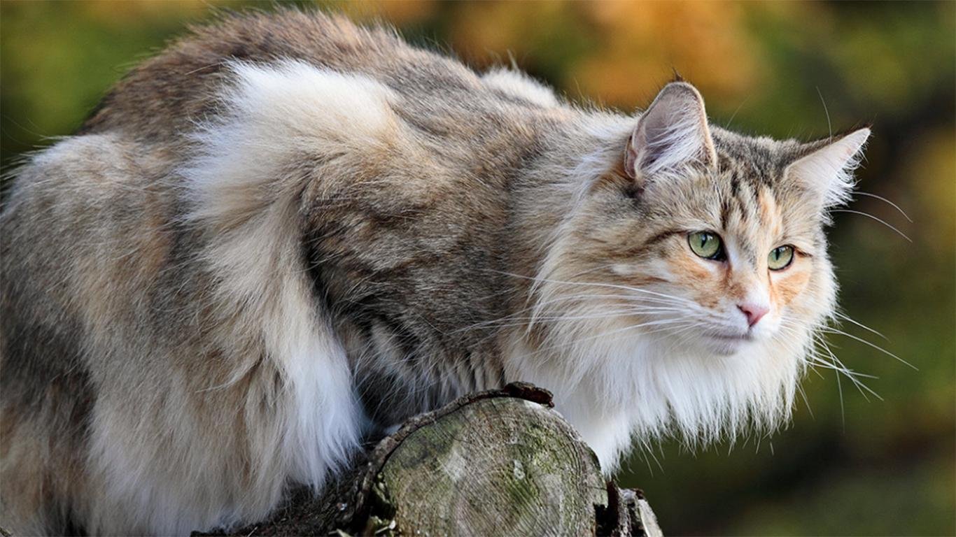 Лесная кошка купить. Норвежская длинношерстная Лесная кошка. Норвежская Лесная кошка скоггкэт. Норвежская Лесная кошка белая. Норвежские Лесные котята.