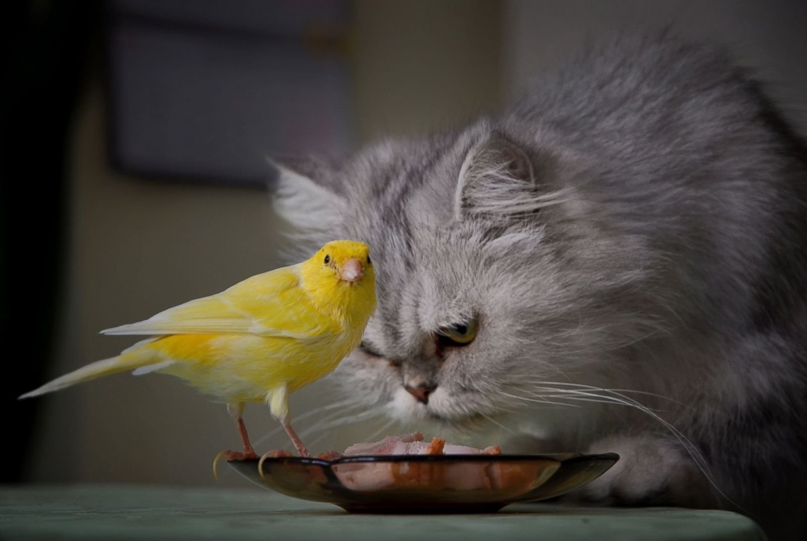 Кошка ест птицу. Попугай канарейка. Попугай кенар. Кошка и попугай. Кот с попугаем.
