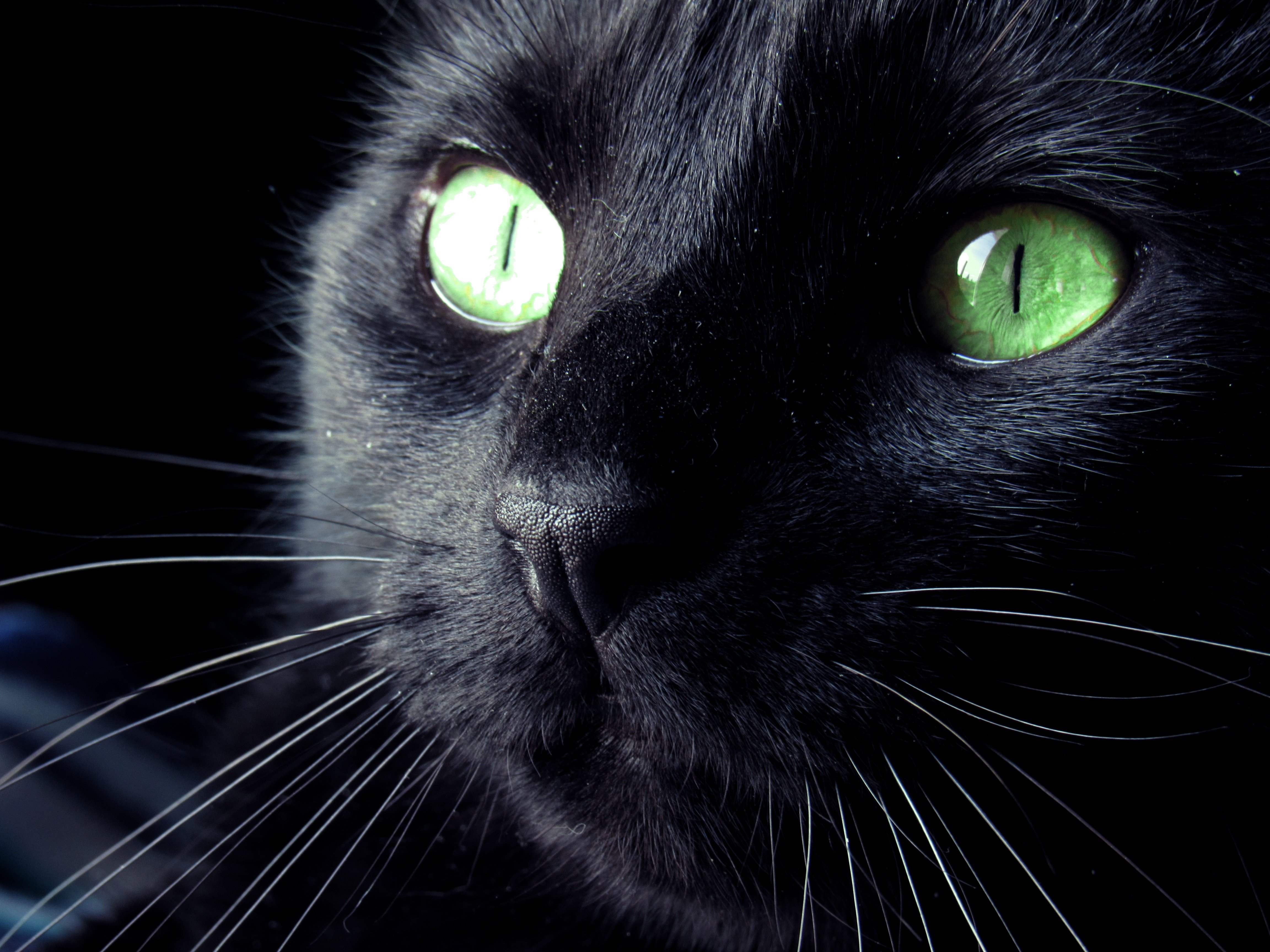 Black cat eye