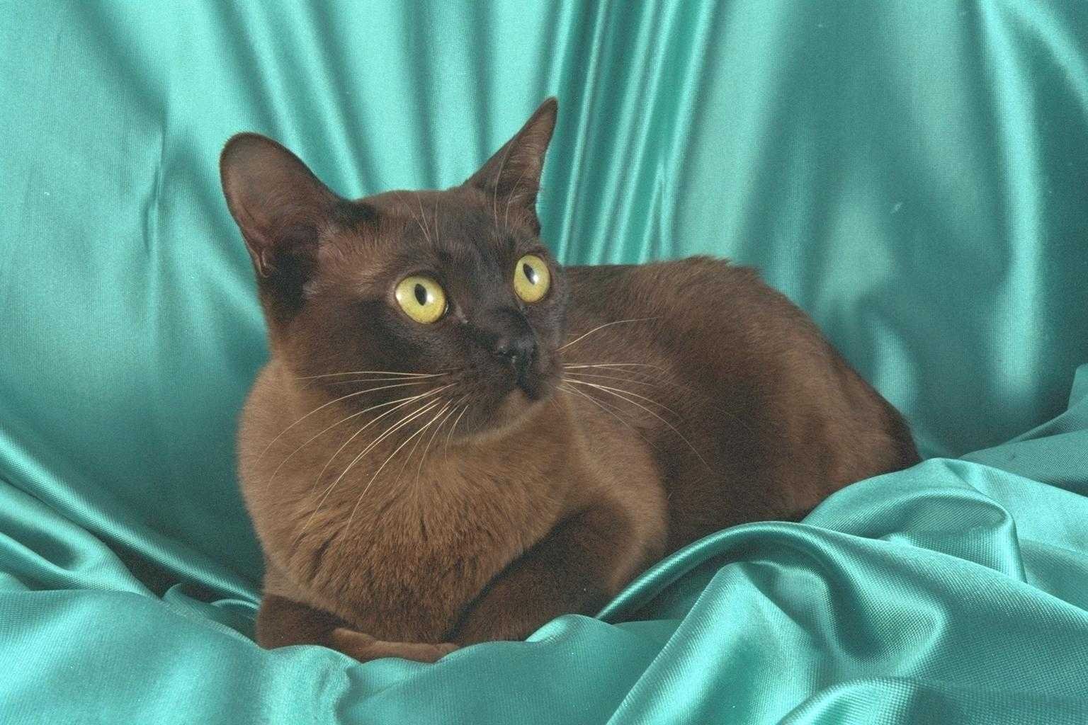 Породы коричневых котов. Бурманская кошка. Порода кошек Бурма. Бурманская Сиамская кошка. Европейская Бурма.