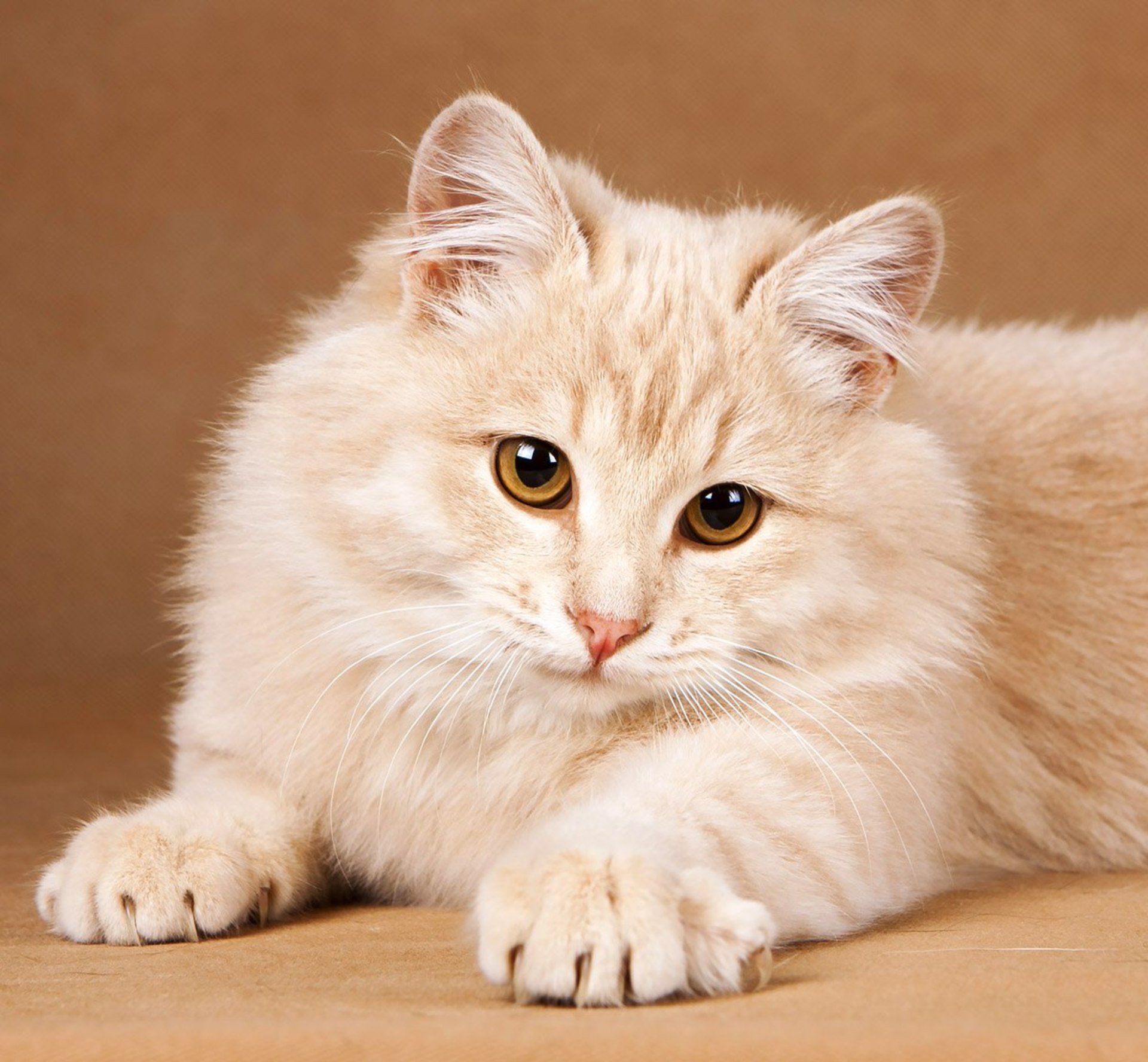 Картинки кремовый. Сибирский кот персикового окраса. Сибирская кошка палевая. Сибирская кошка палевая персик. Британская длинношёрстная кремовая кошка.