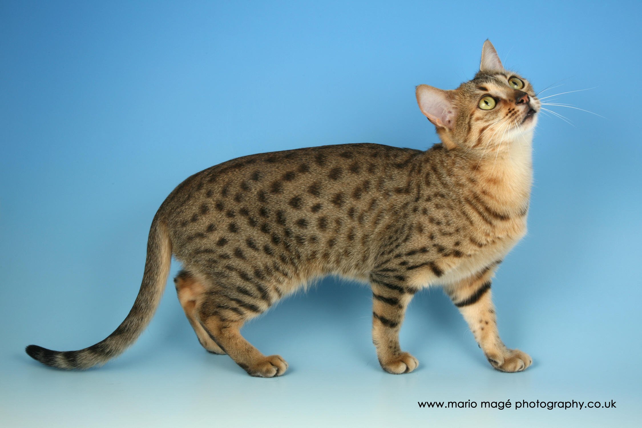 Фото кошек мау. Египетская МАУ кошка. Порода кошек Египетская МАУ. Египетский МАУ бронзовый окрас. Порода кошек Египетский Мао.