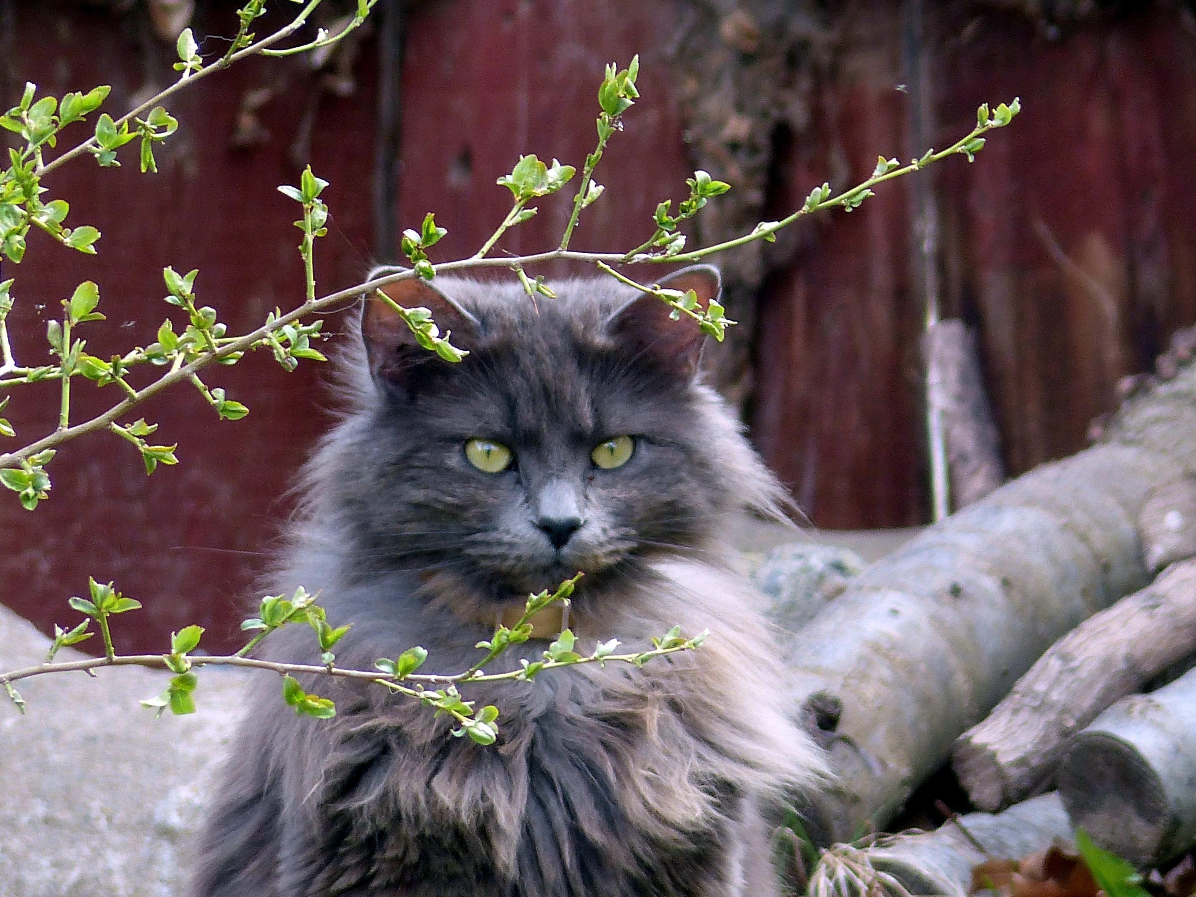 Норвежская лесная. Норвежская Лесная кошка дымчатая. Норвежская Лесная длинношерстная. Норвежская длинношерстная кошка. Лесной кот длинношерстный.