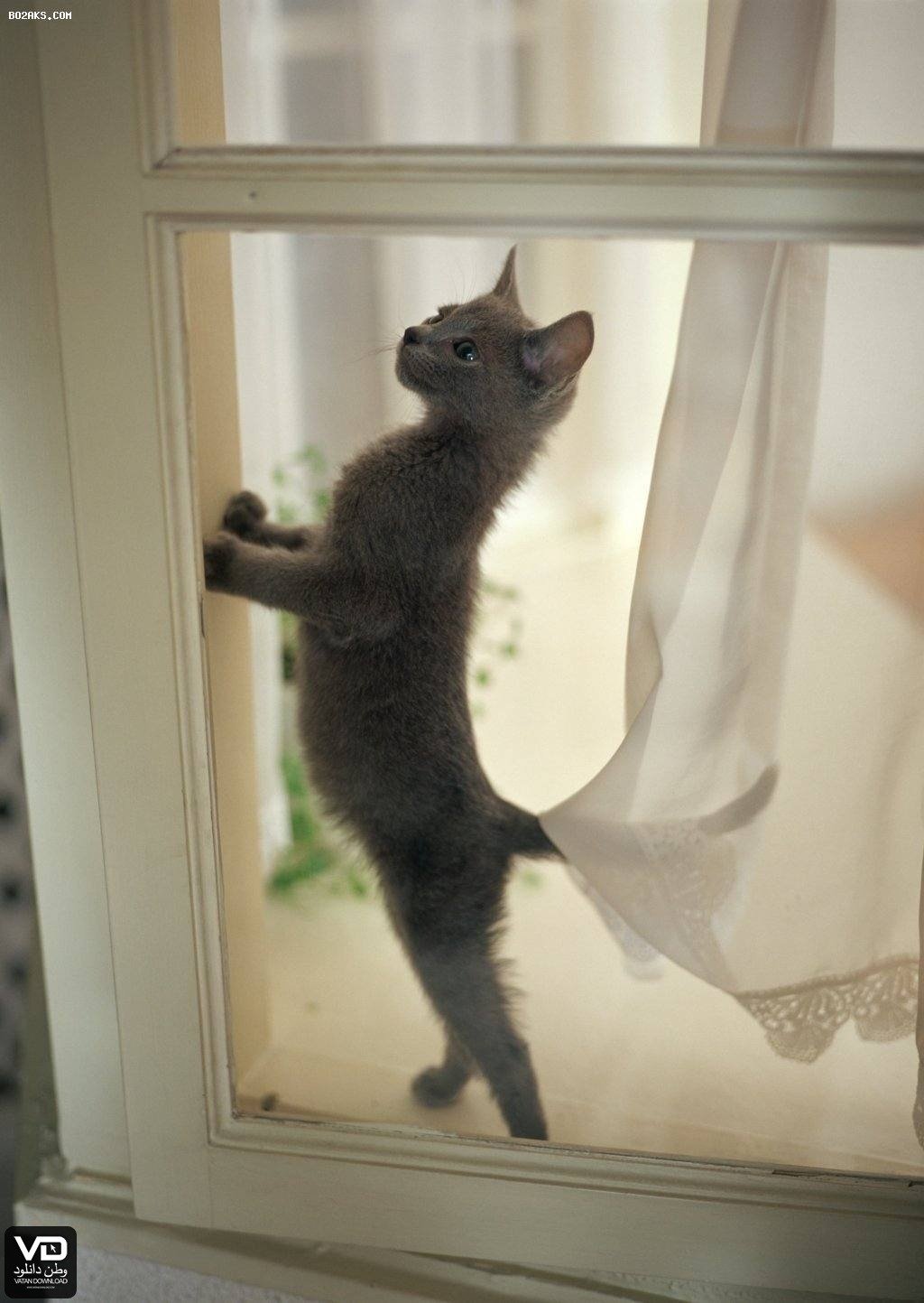 Котик на задних лапках. Котик у окна. Кот на окне. Котик стоит на задних лапах.