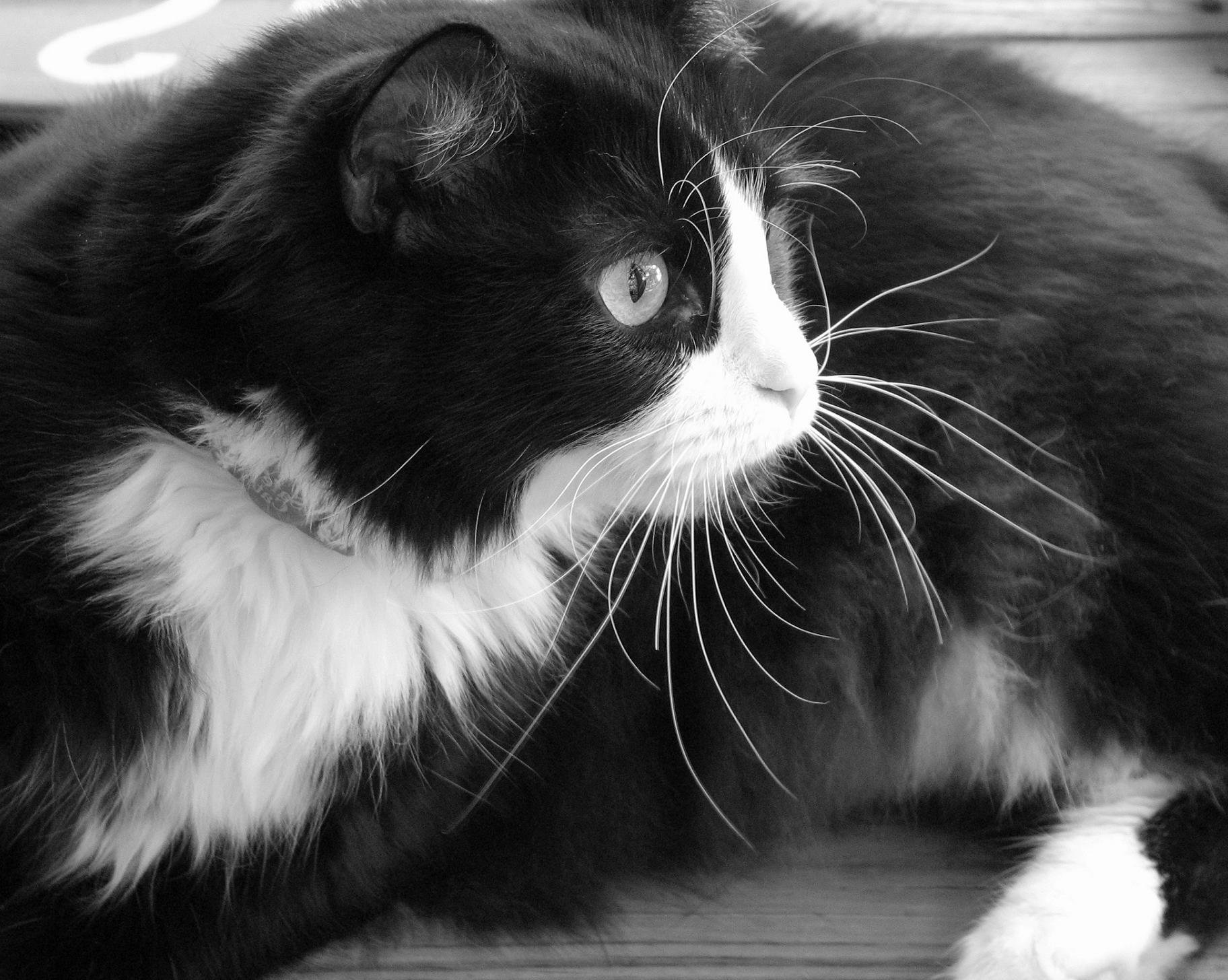 черно белые котики фото