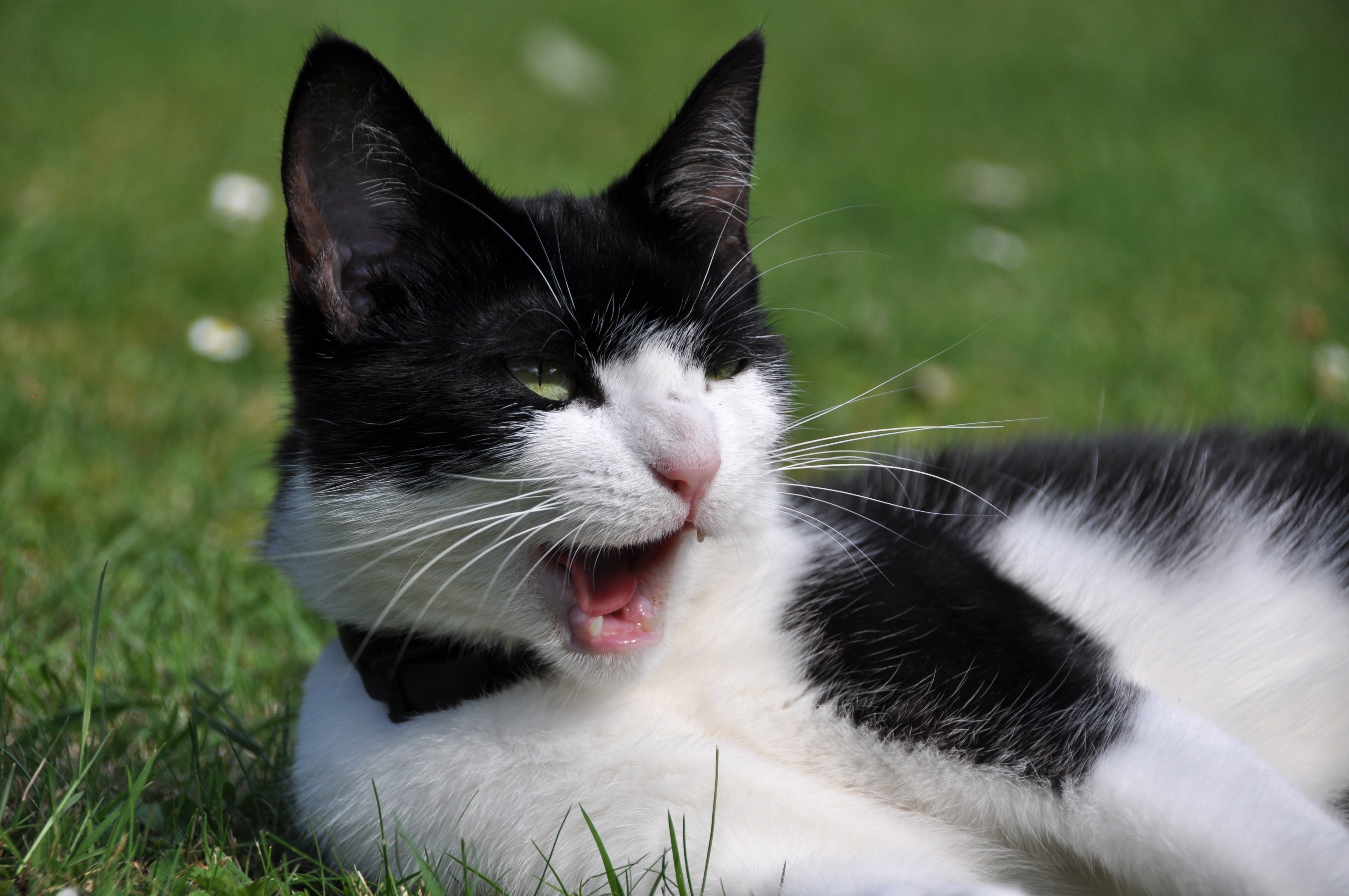 Музыка белая кошка. Европейская короткошерстная кошка черно-белая. Европейская короткошерстная кошка чёрно белая. Европейская короткошерстная кошка белая. Черно белый кот.
