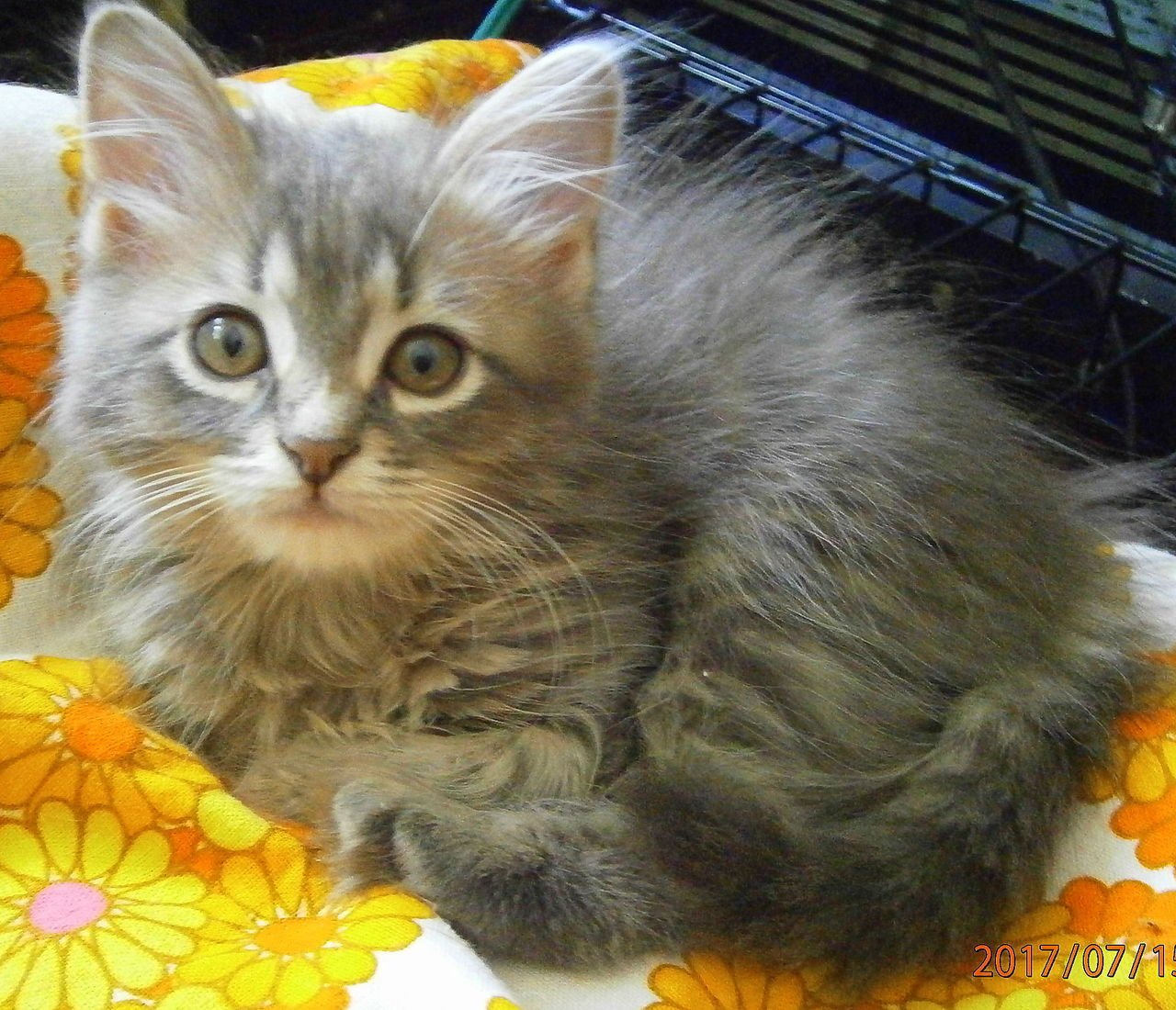 Сибирская кошка серая котенок
