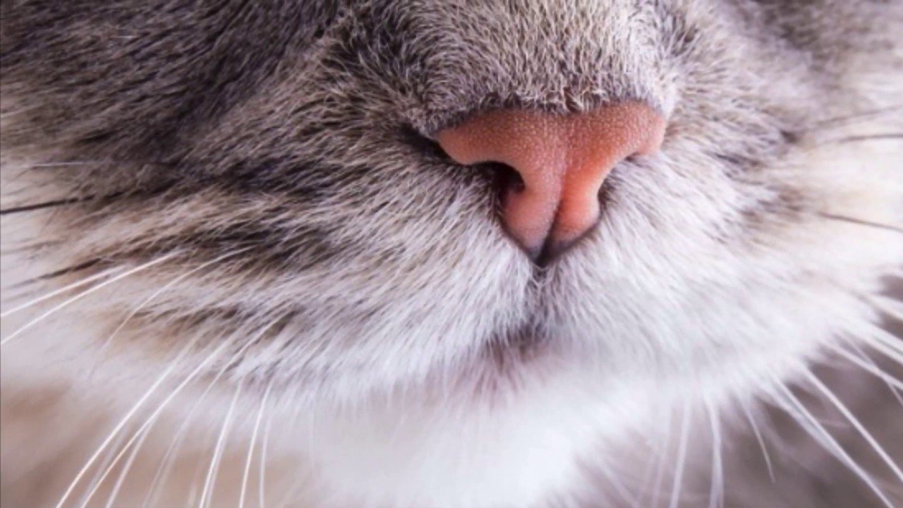 Влажный нос у кошки. Кошачий носик. Нос кота. Кошкин нос. Носы животных.