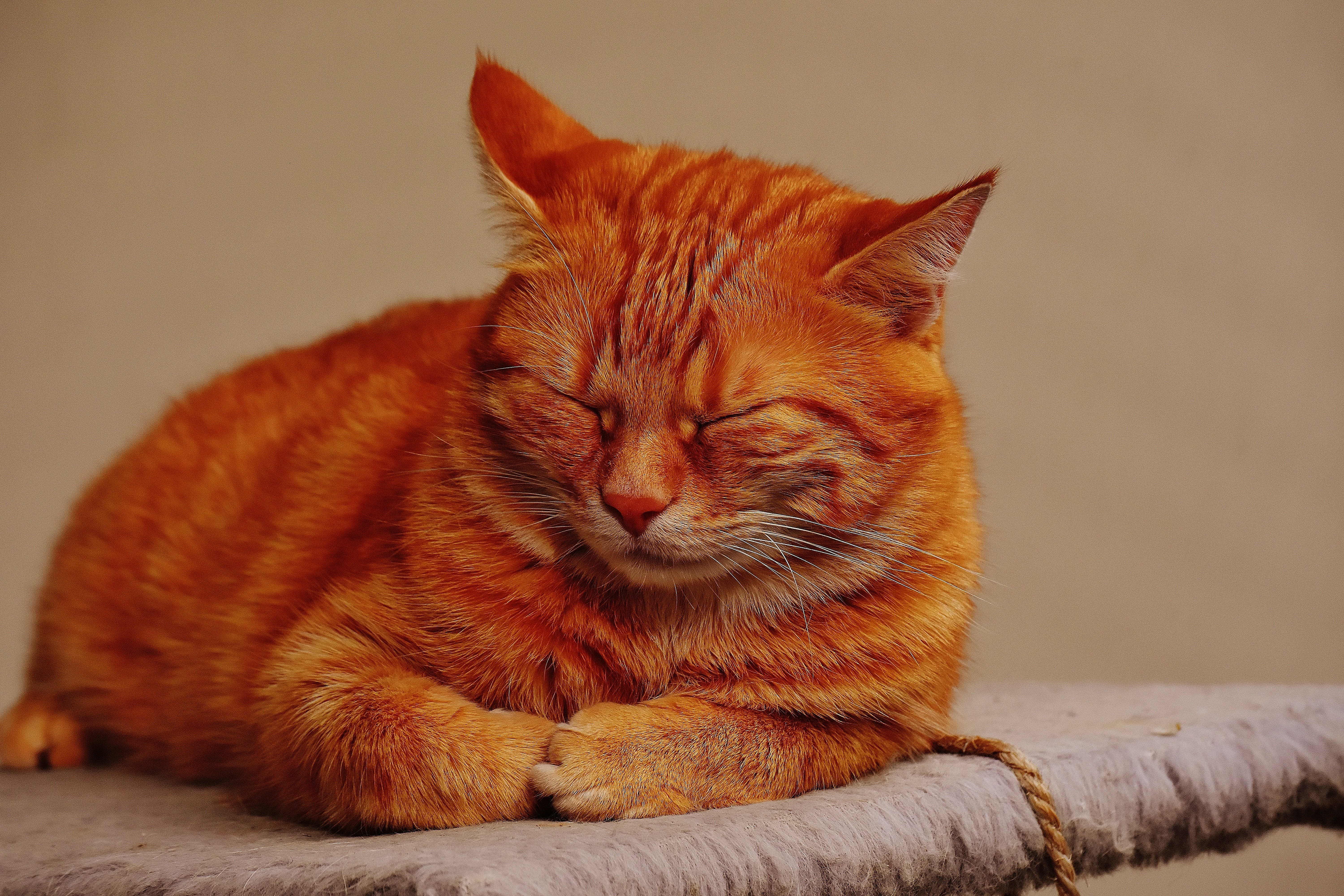Покажи red cat. Макрелевый табби рыжий. Тигровый макрелевый табби рыжий кот. Европейская гладкошерстная кошка рыжая. Макрелевый табби рыжий кот порода.