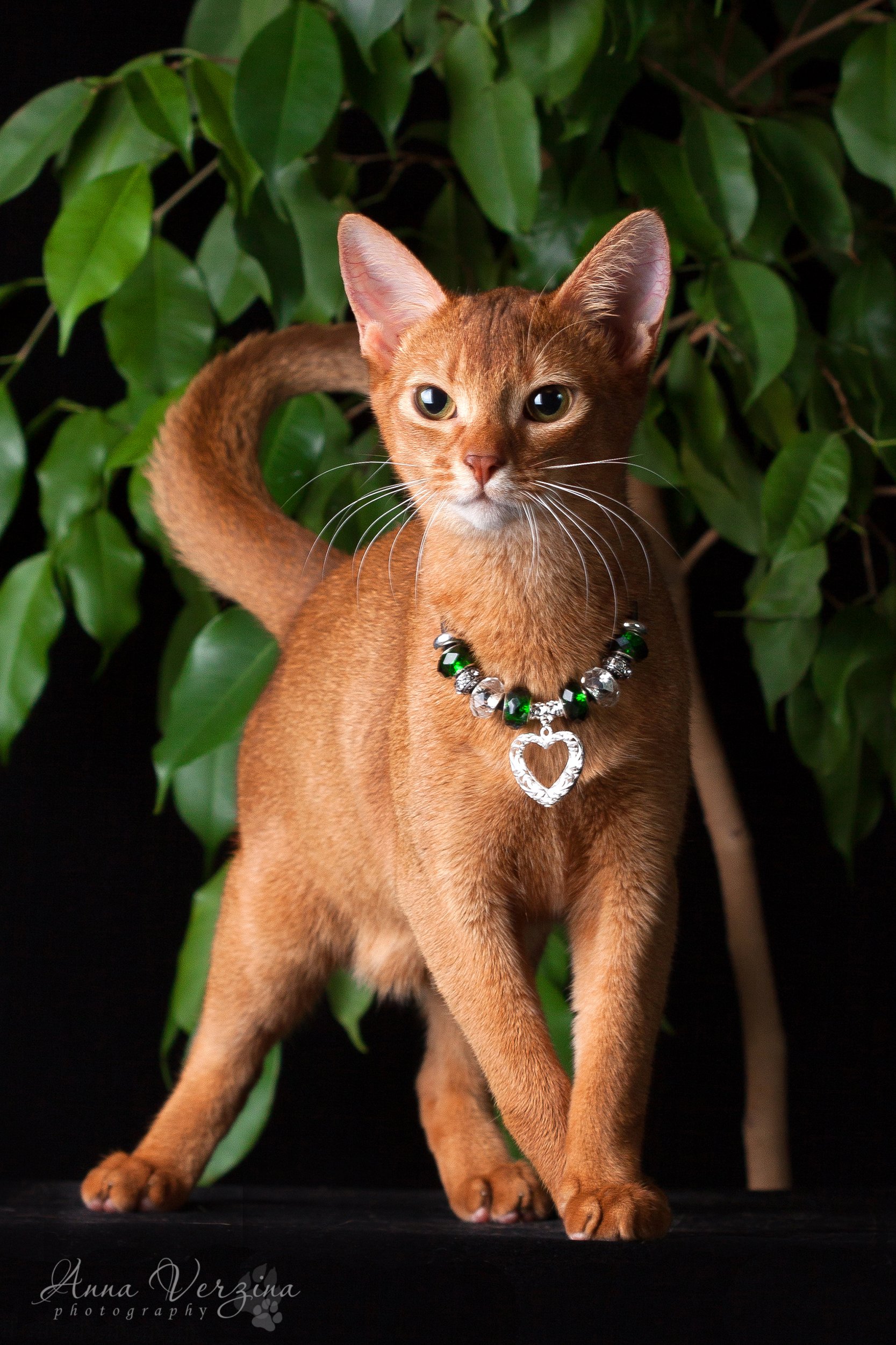 Фотографии абиссинскую породу. Абиссинская кошка. Абиссинская Сорель. Кот породы абиссинец. Египетская кошка Абиссинская.