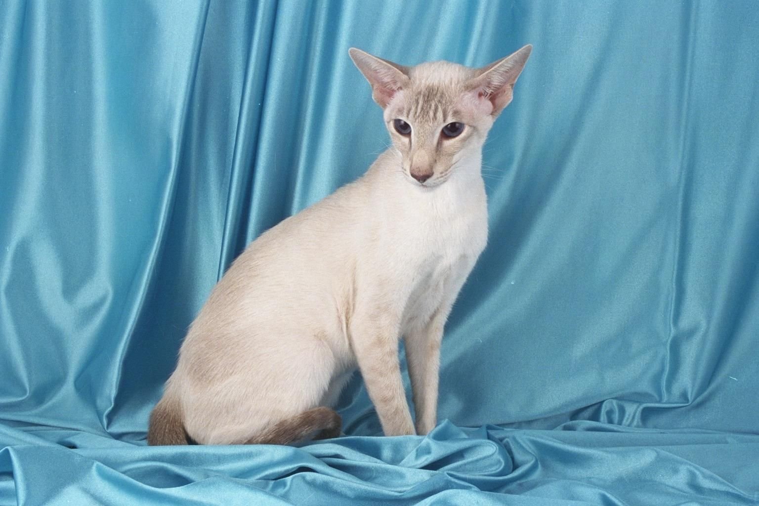 Рассмотрите фотографию кошки породы ориентальная и выполните. Петерболд Ориентал. Сиамская Ориентальная кошка. Ориентальный кот Гавана. Ориентальный кот сиамского окраса.