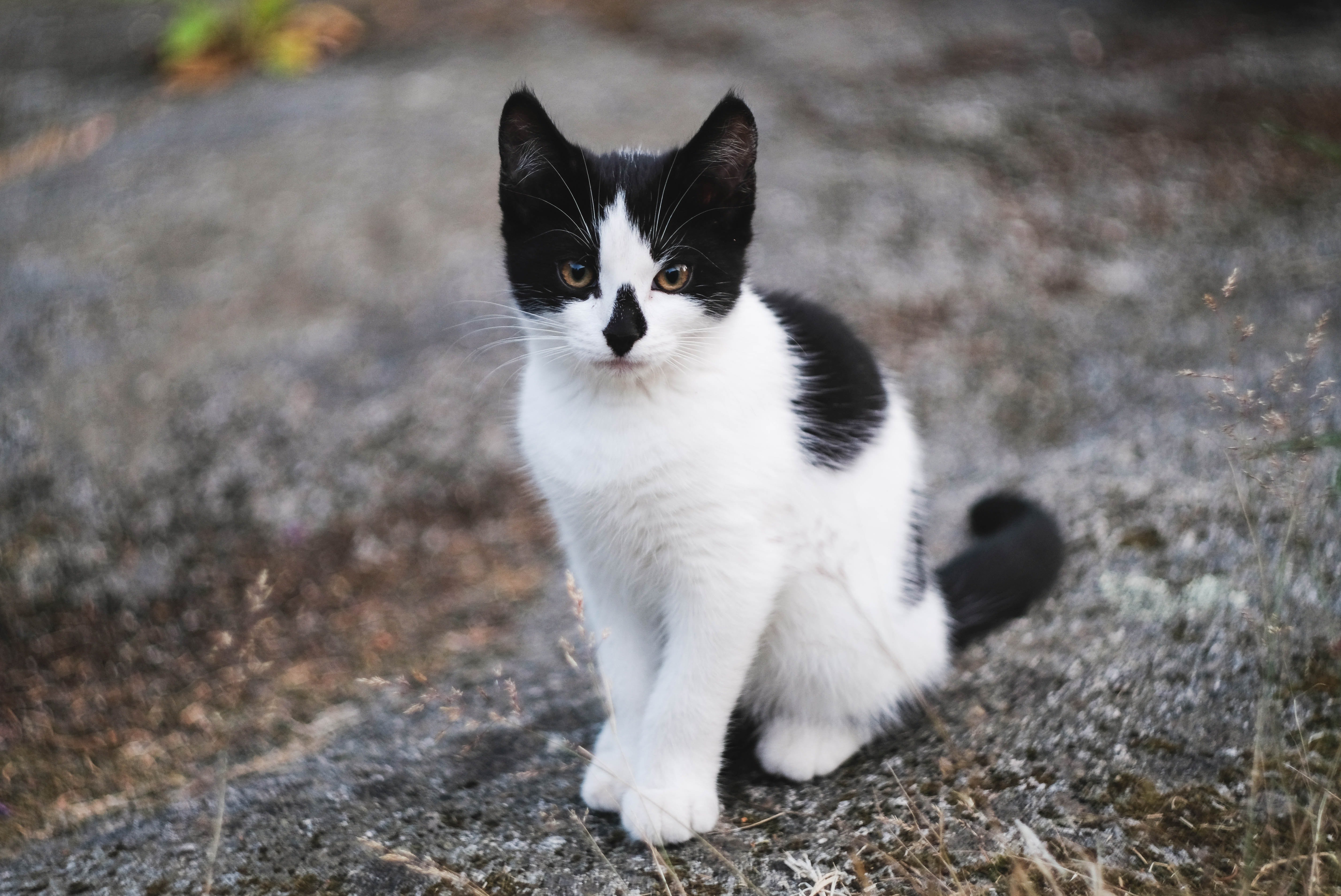 Серая кошка с черными пятнами. Сибирская биколор короткошерстная кошка. Сибирская короткошерстная кошка черно белая. Такседо кот порода. Черно белая кошка.