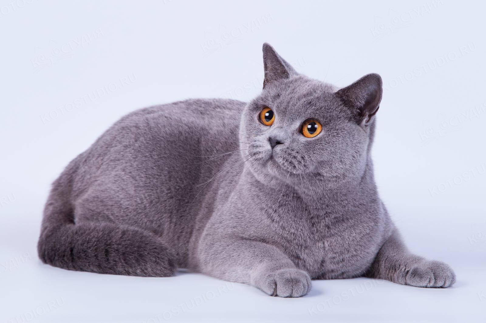 Фотографии кошки британской породы. Порода кошек британец. Порода кошек Британская короткошерстная. Порода кота британский короткошерстный. Порода Бритиш Шортхэйр.