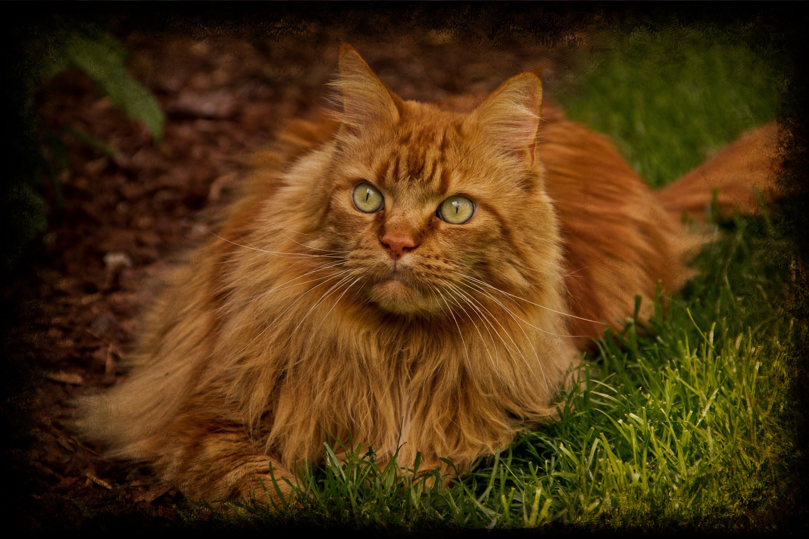 Порода кошек с рыжей шерстью. Сибирская кошка рыжая длинношерстная. Сибирский Мейн кун рыжий. Рыжий кот Мейн кун. Мейн кун рыжий.