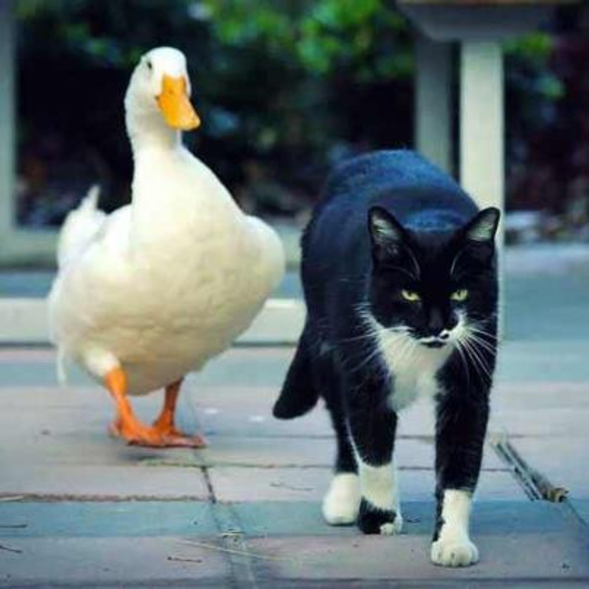 Кошка среди голубей ханкай. Гусь и кот. Кот и утка. Кошка гуся. Кошка утка.