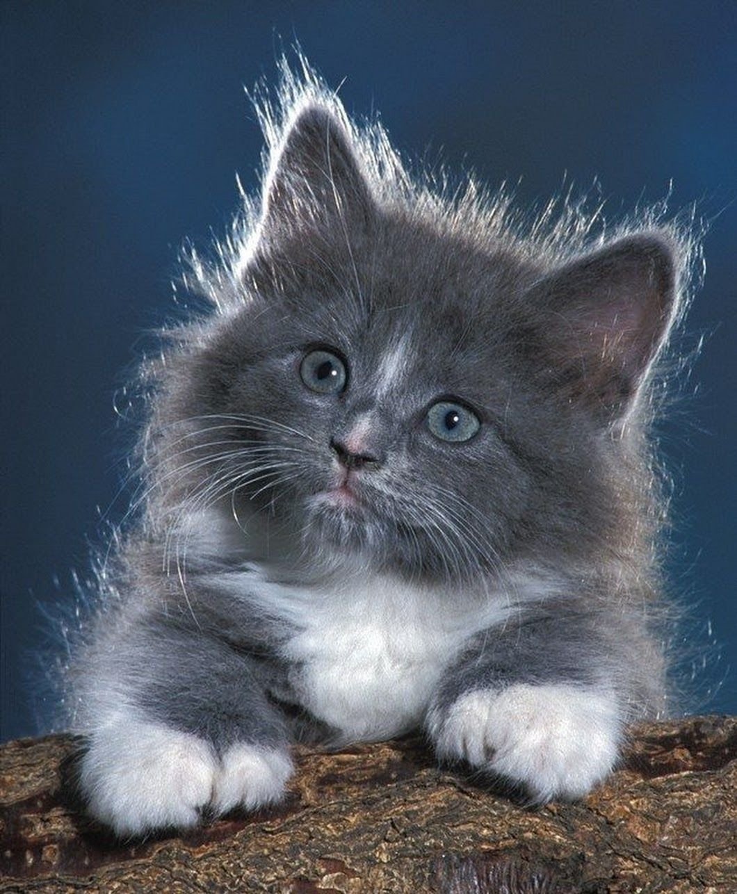 Кошечки живые. Красивые котята. Серый пушистый котенок. Пушистые котята. Дымчатый пушистый котенок.